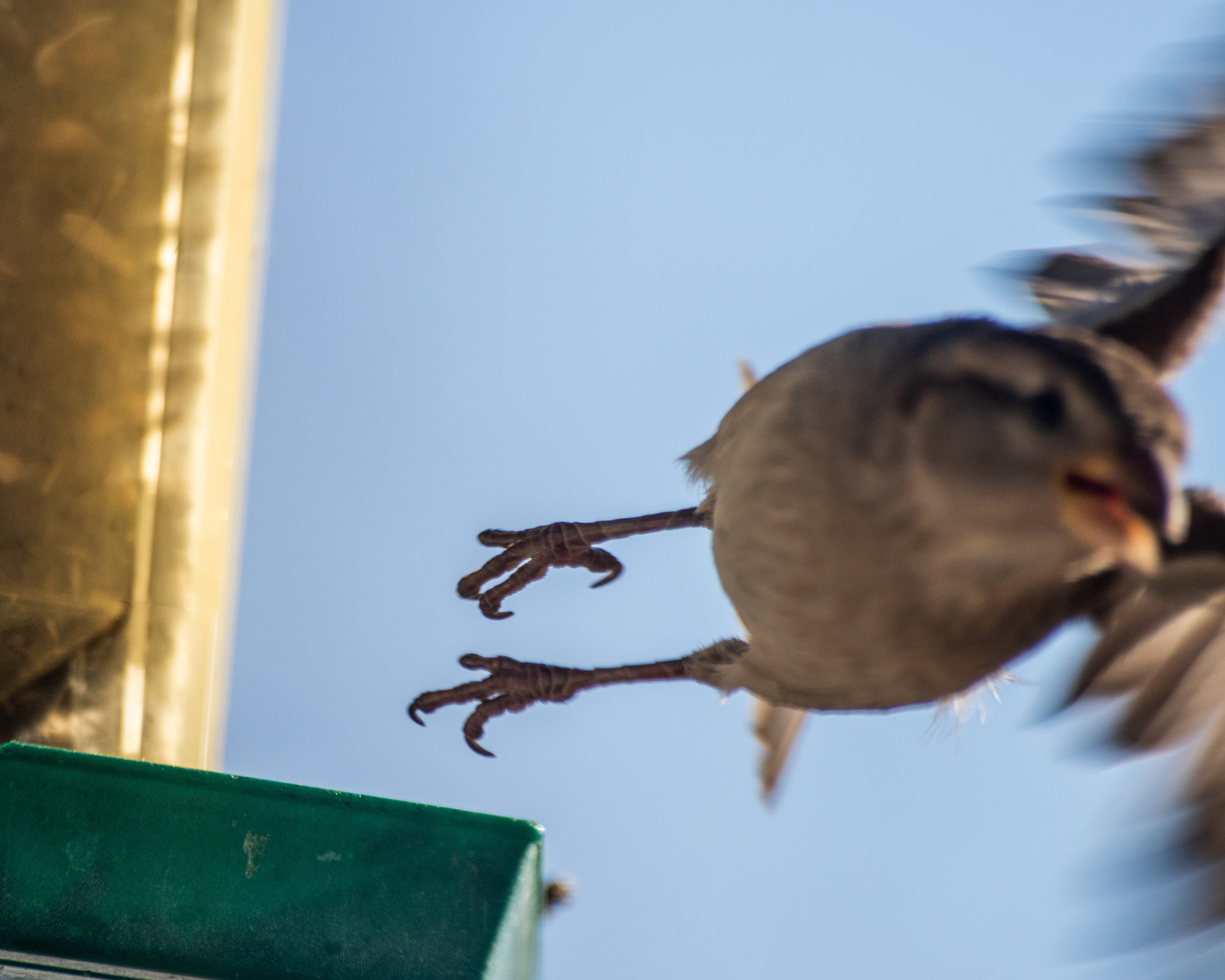 I just love these abrupt motion shots I sometimes get with birds. Not perfect technically, but so much life in them!