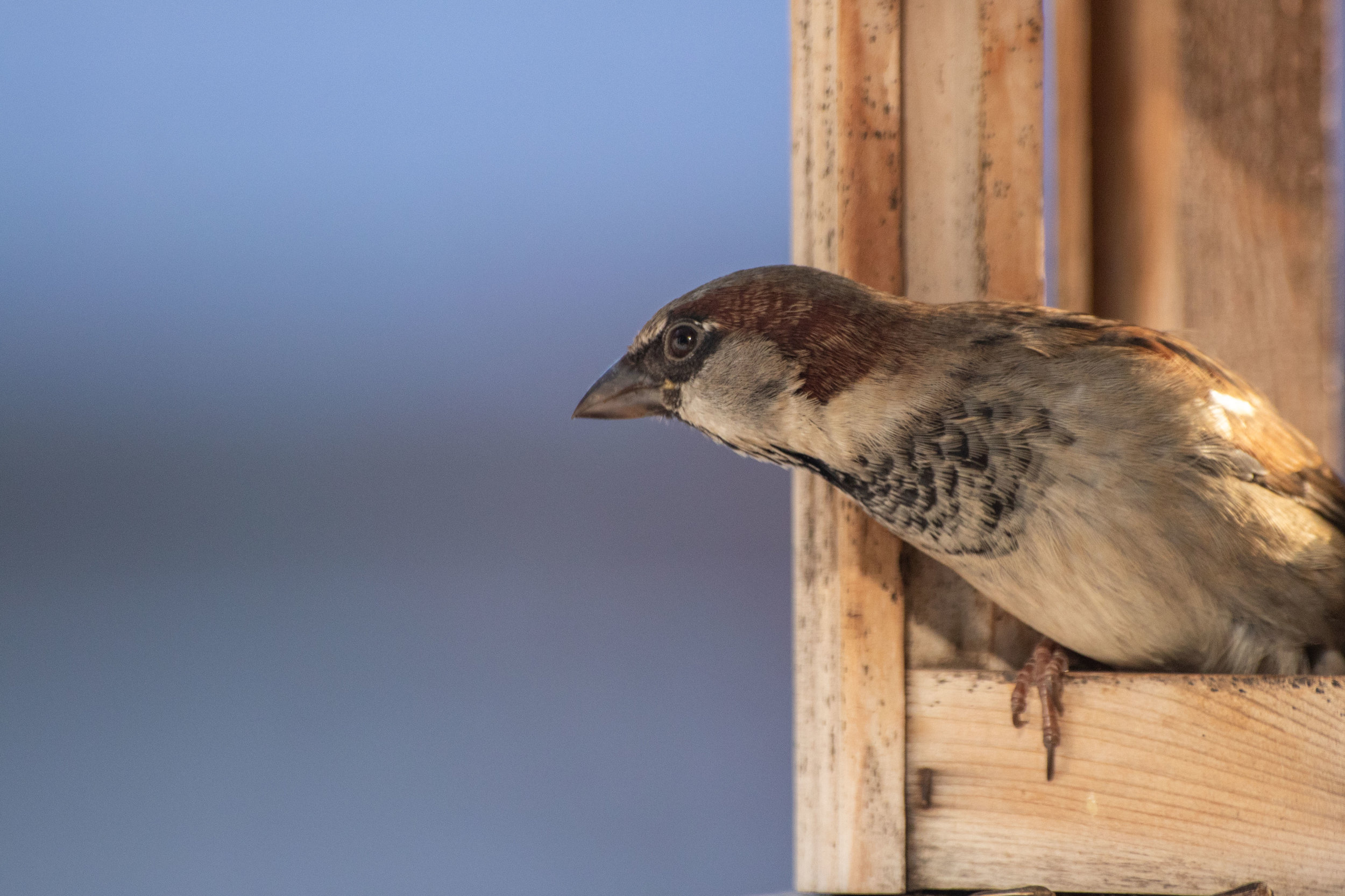 Sparrow