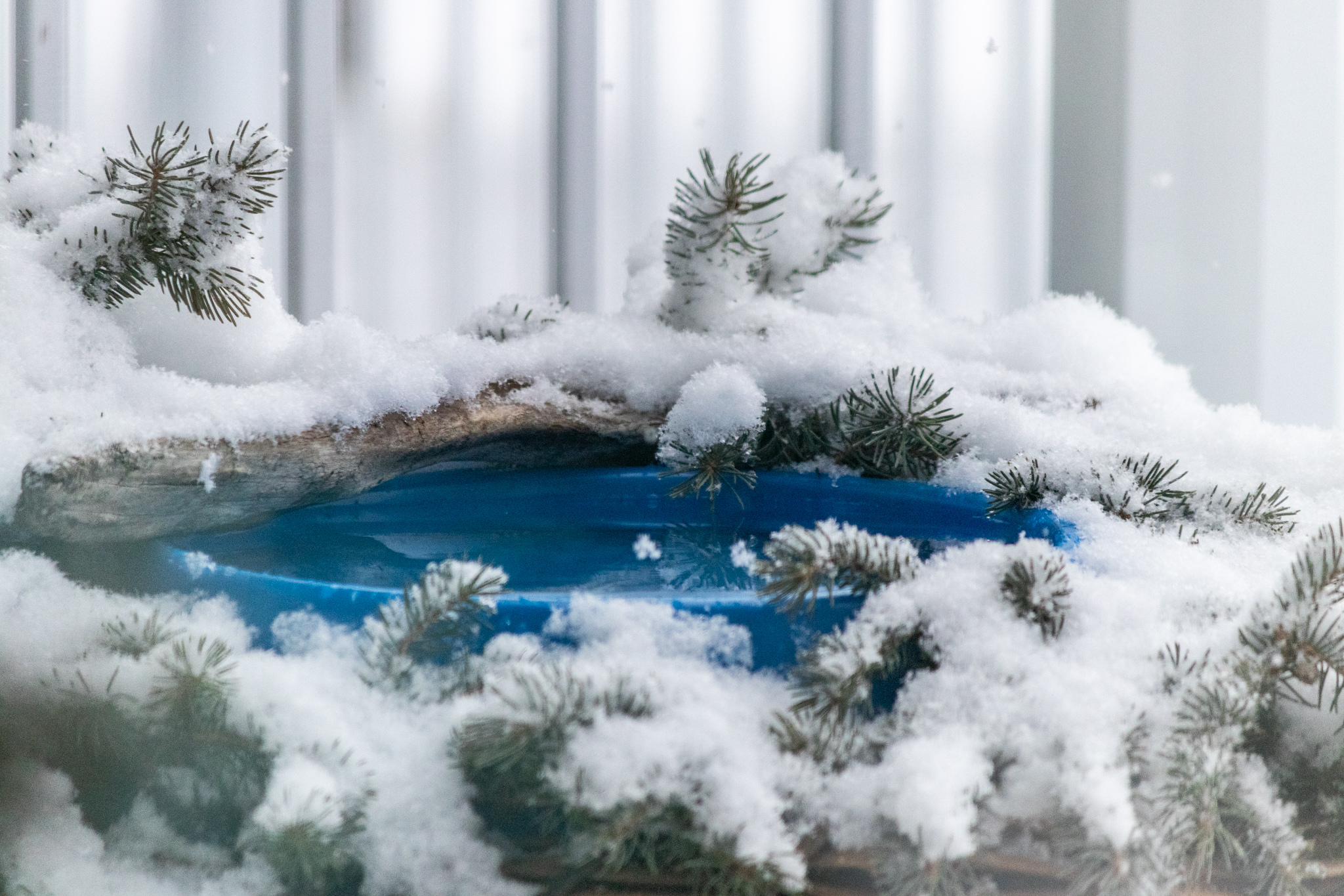 The heated water dish we’ve put out for the birds, hopefully they will use it.