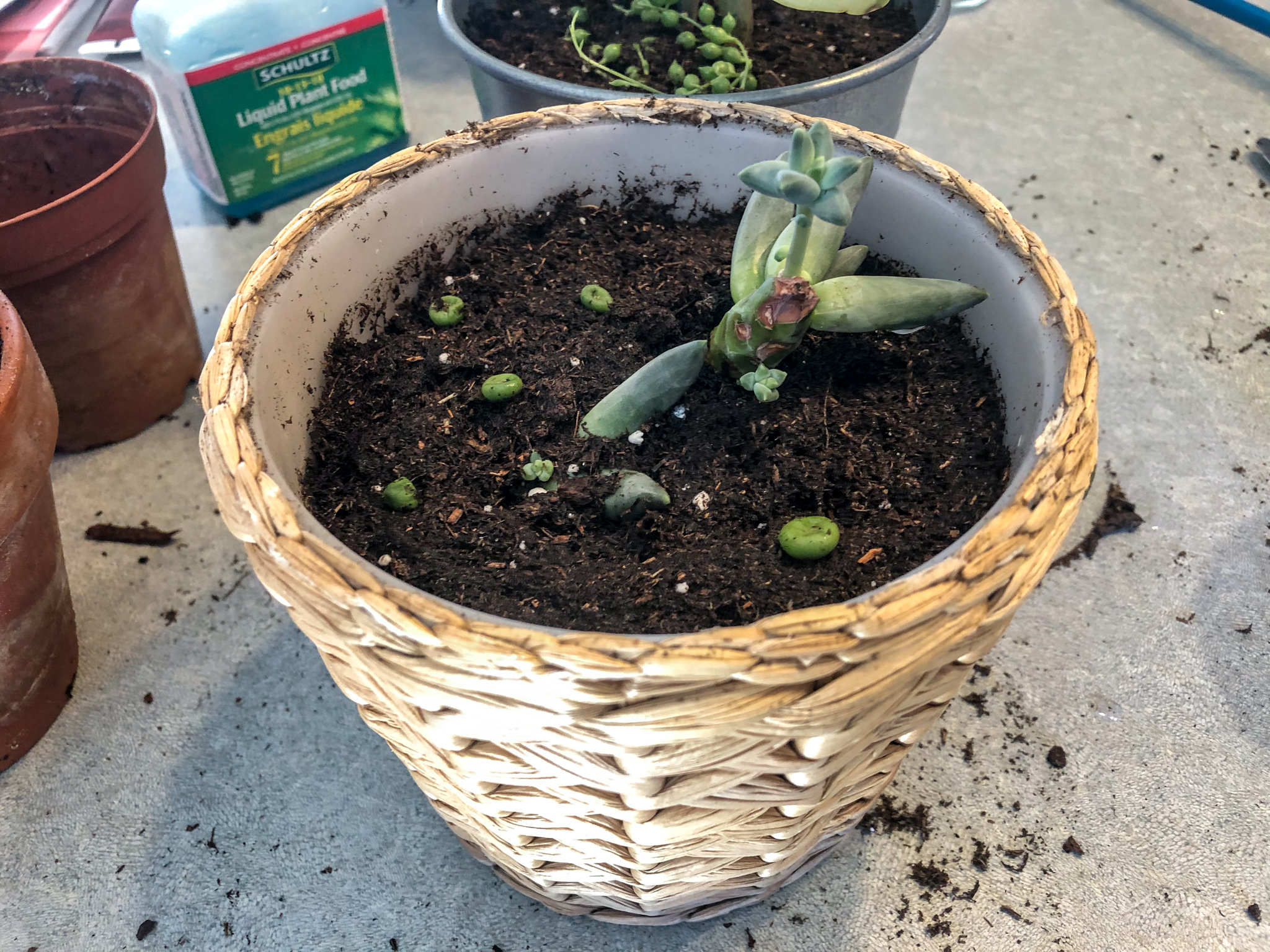 I think this is Stonecrop Sedum, because Burro’s tail is a trailing/hanging sedum. But I’m not positive yet.