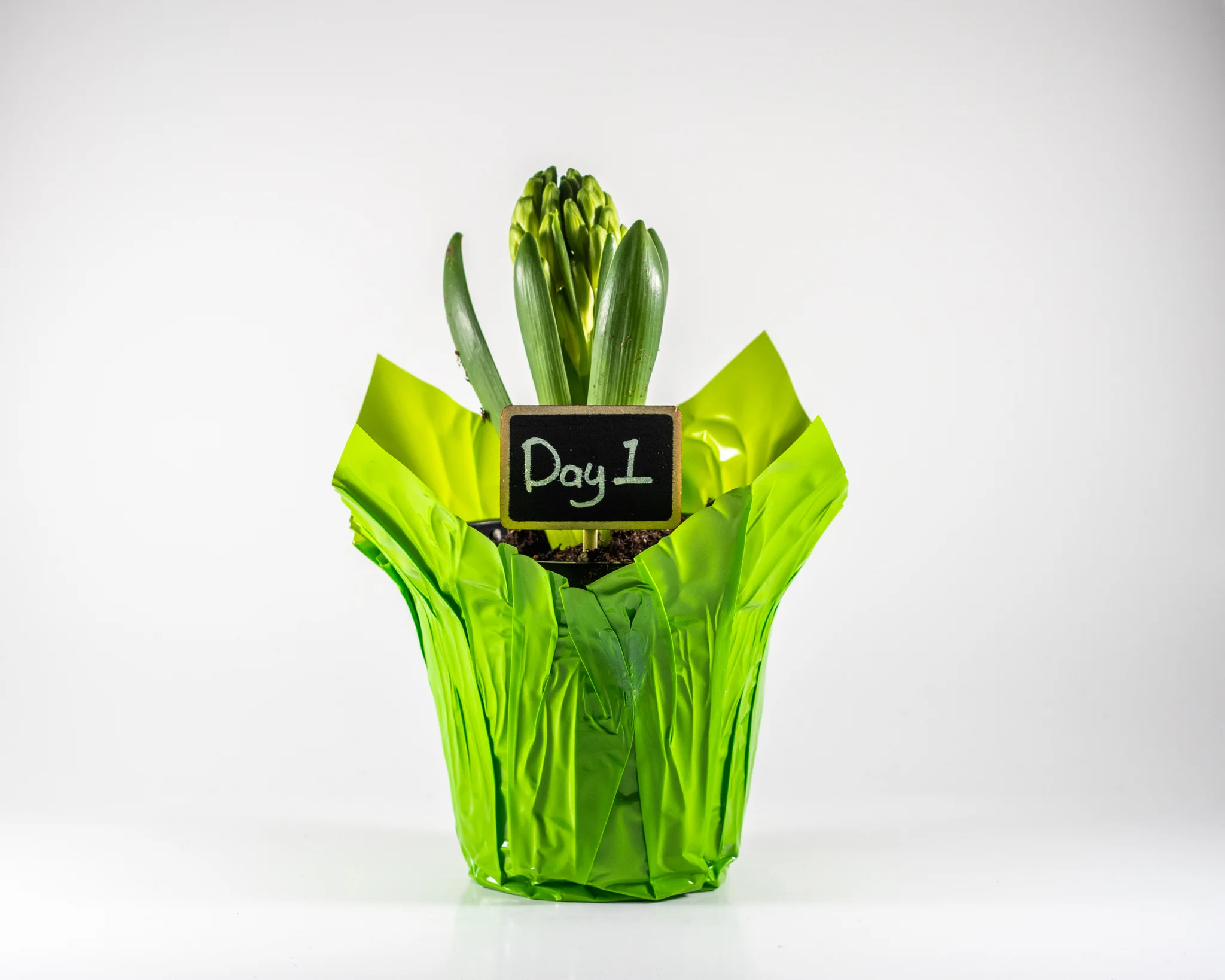 Hyacinth