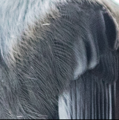 Zoomed to 100% you can see detail in individual barbs of the feathers.
