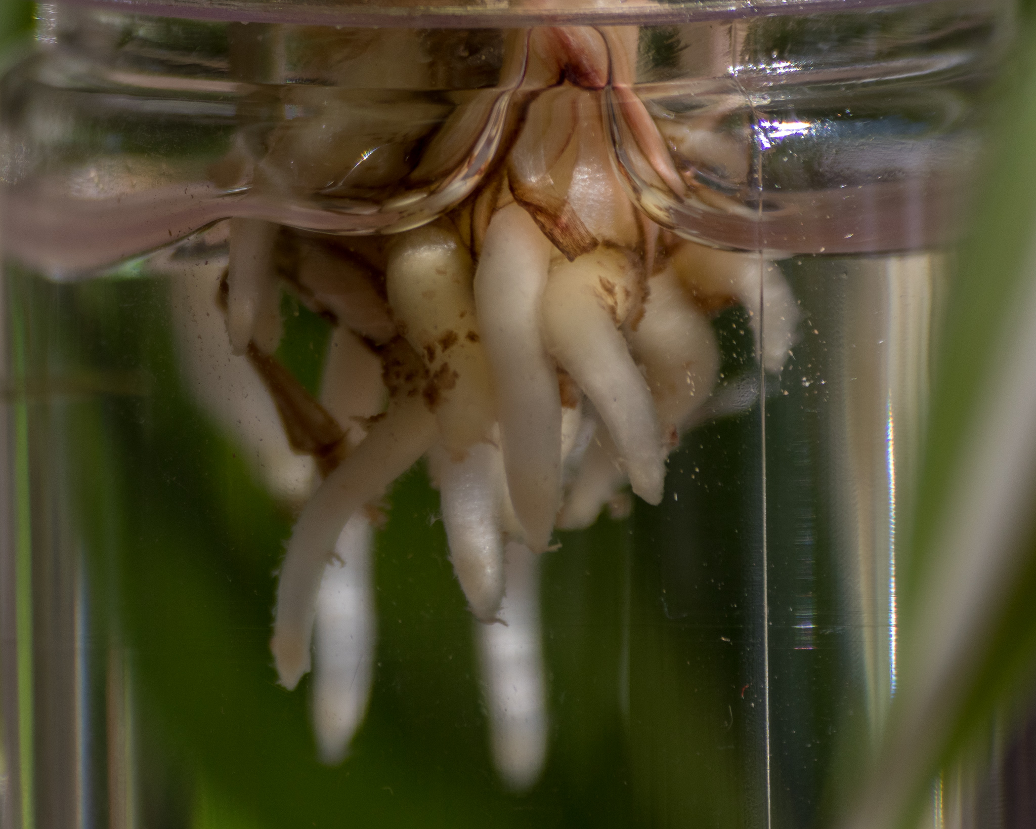 Curly Spider Plant roots