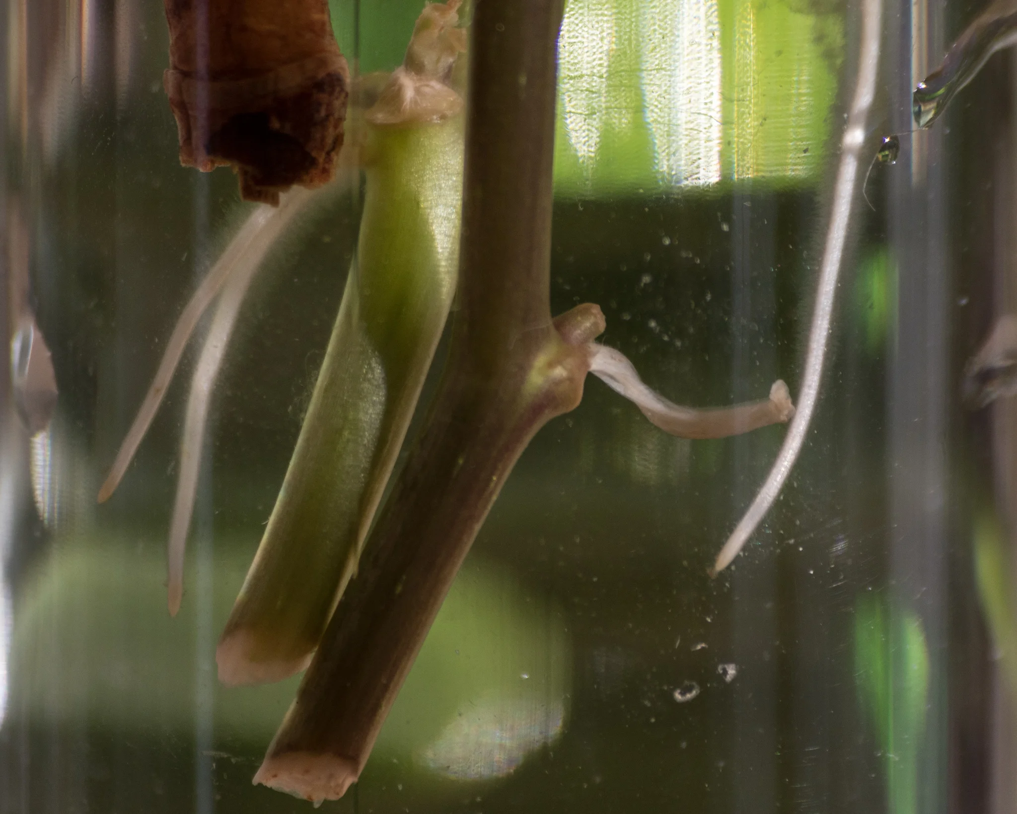 Ivy stem and roots