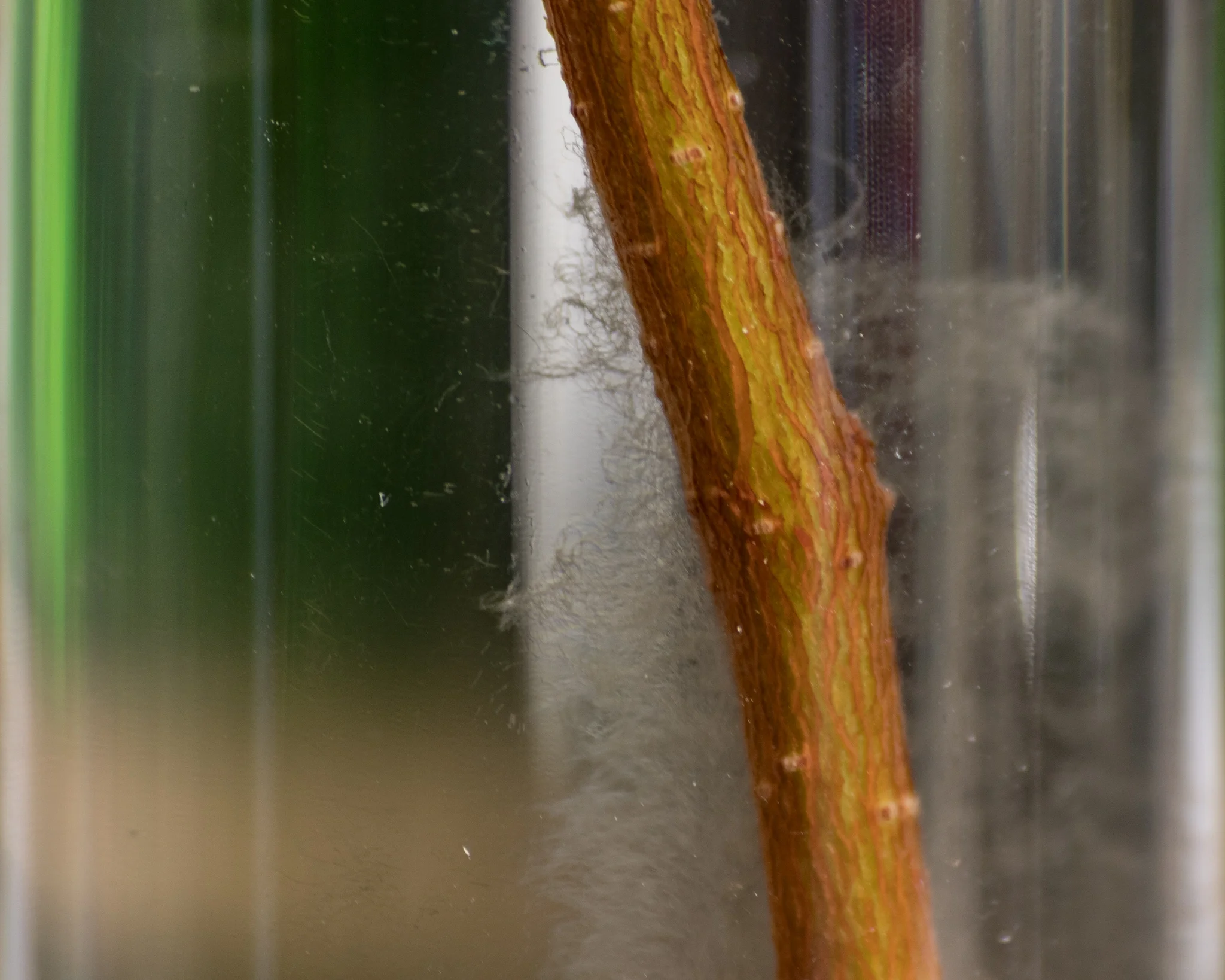 Ficus root fibers starting