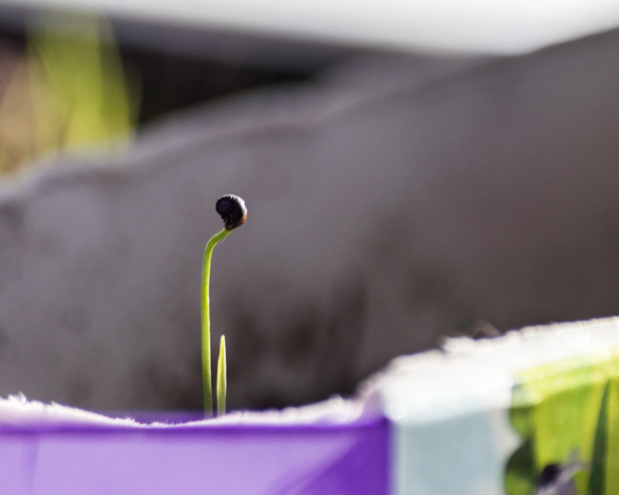 Alien periscope? Baby Nessy? Dracaena? You decide…
