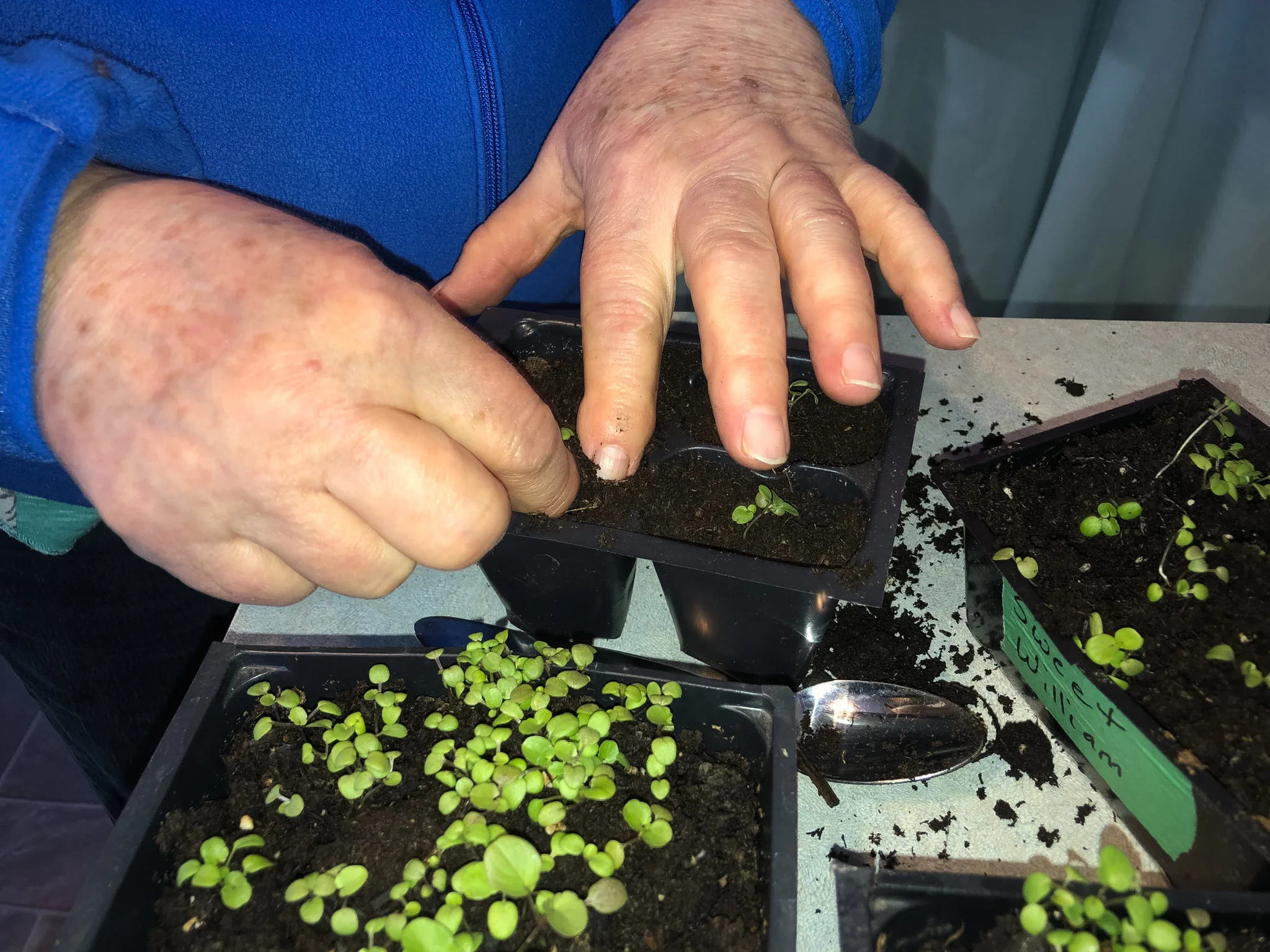 Mum gently transplanting them into their 4-pack.