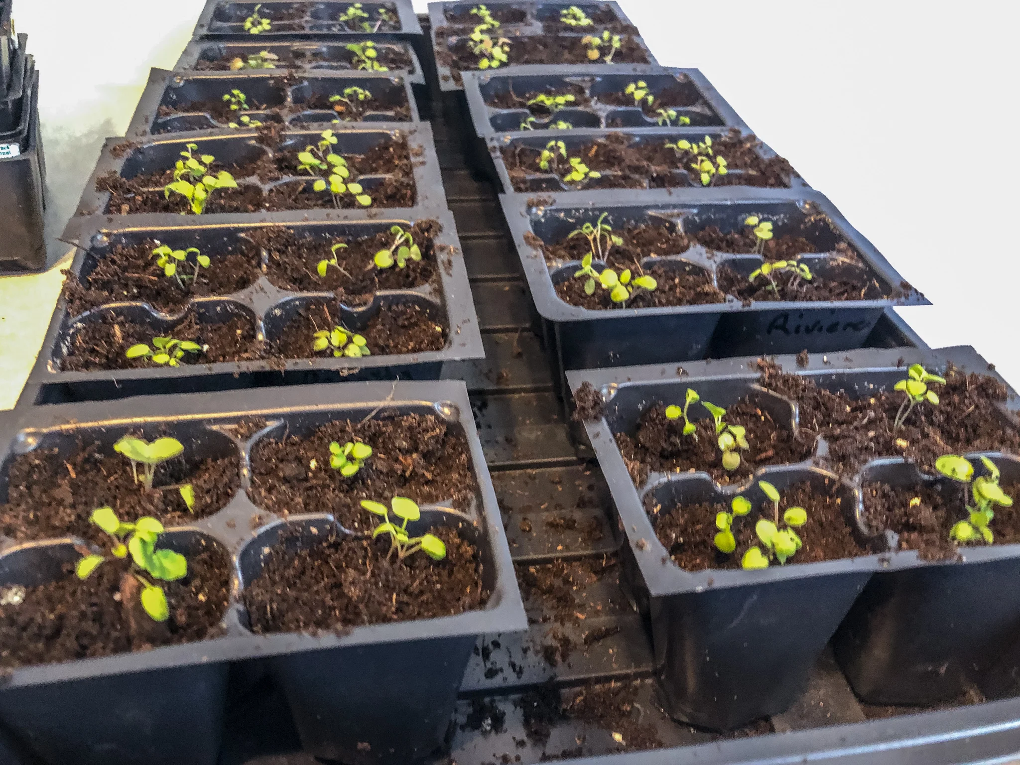 Finished trays of transplanted pansy seedlings.