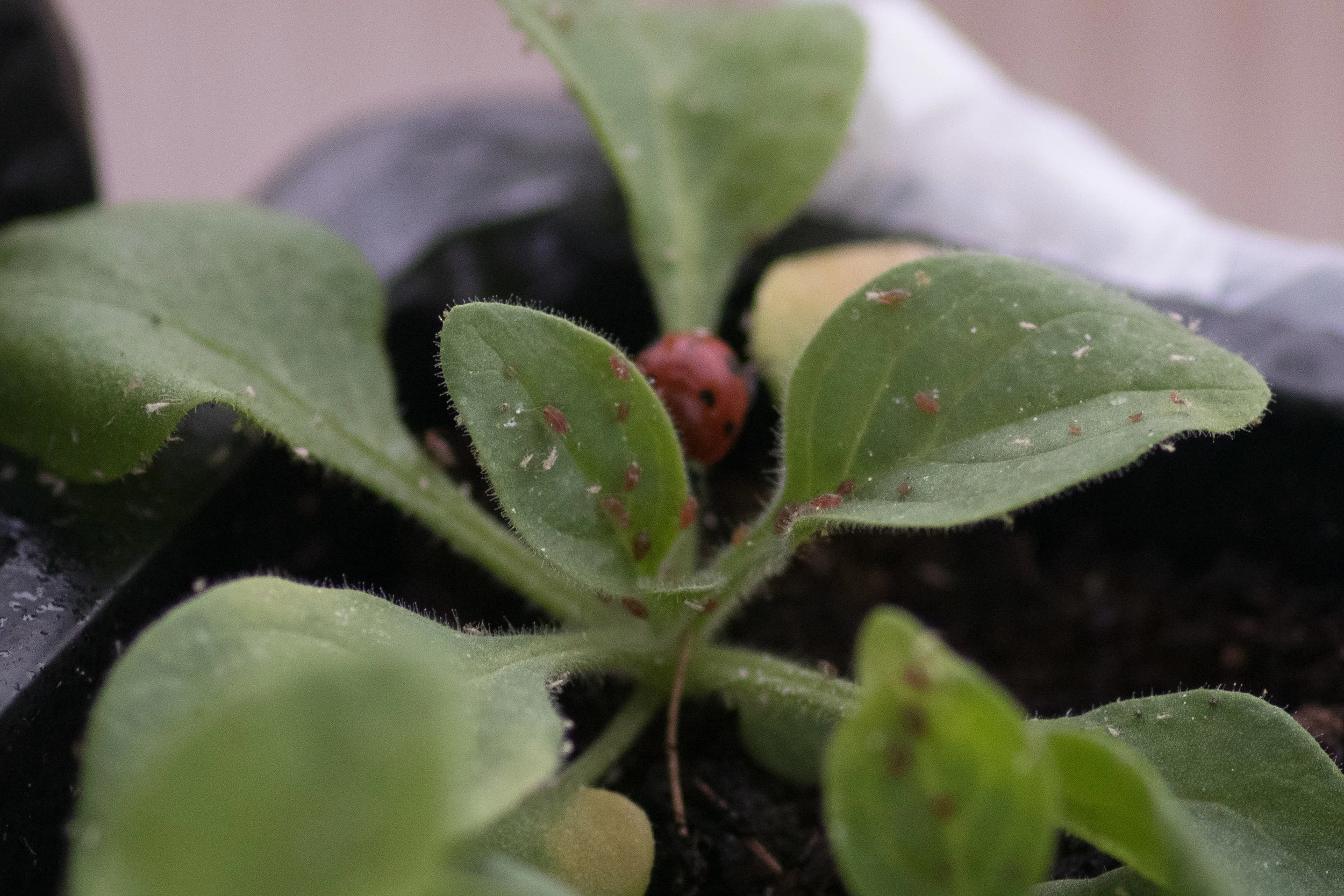 c’mon ladybug, get to work!