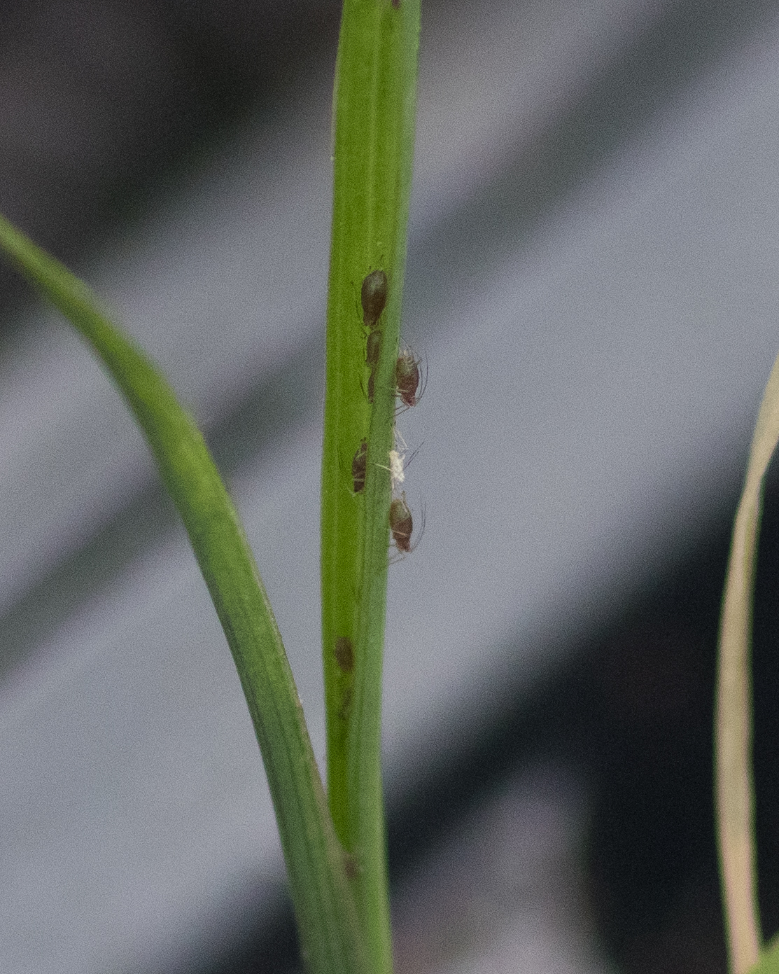 Aphids are gross.