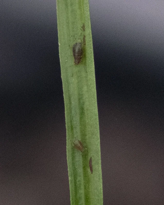 They’re even grosser in macro.