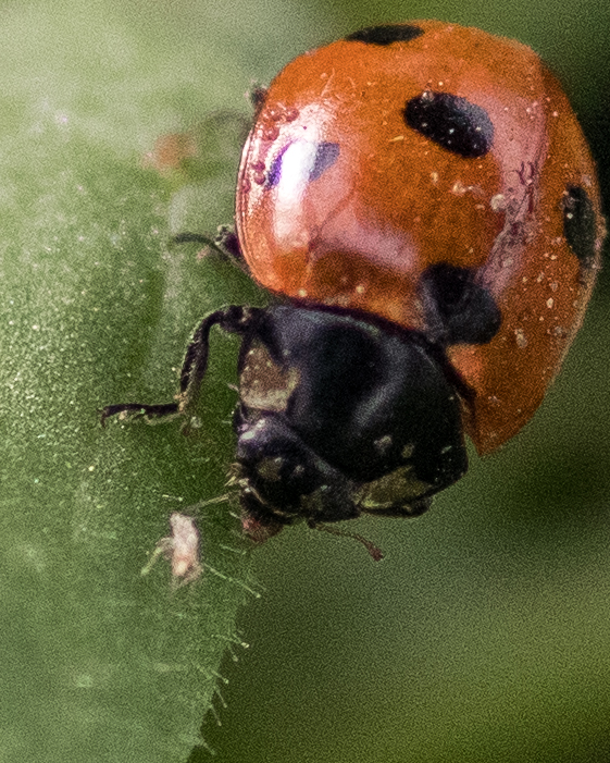 Yah! Eat those aphids! The ladybug actually has one in its mouth in this photo.