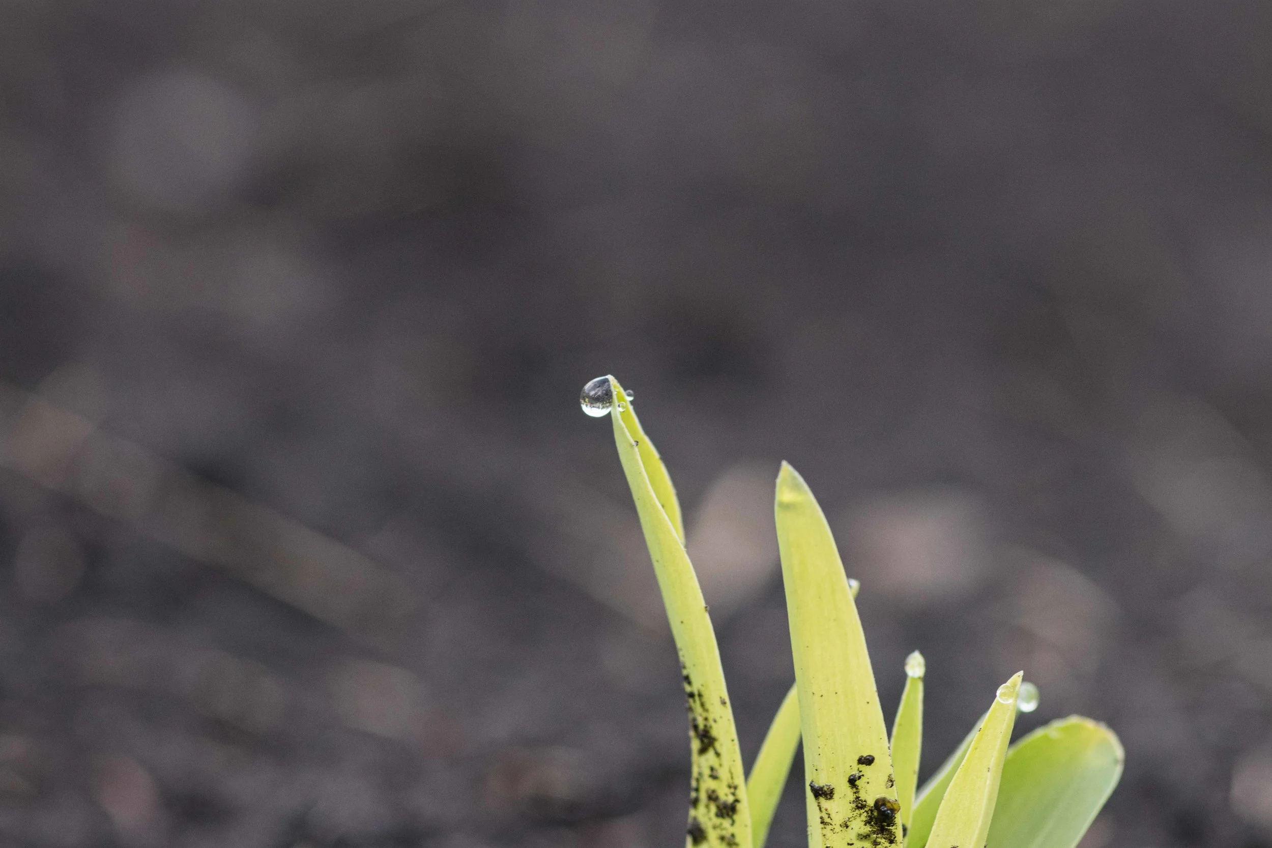 gardenJune10-12.jpg