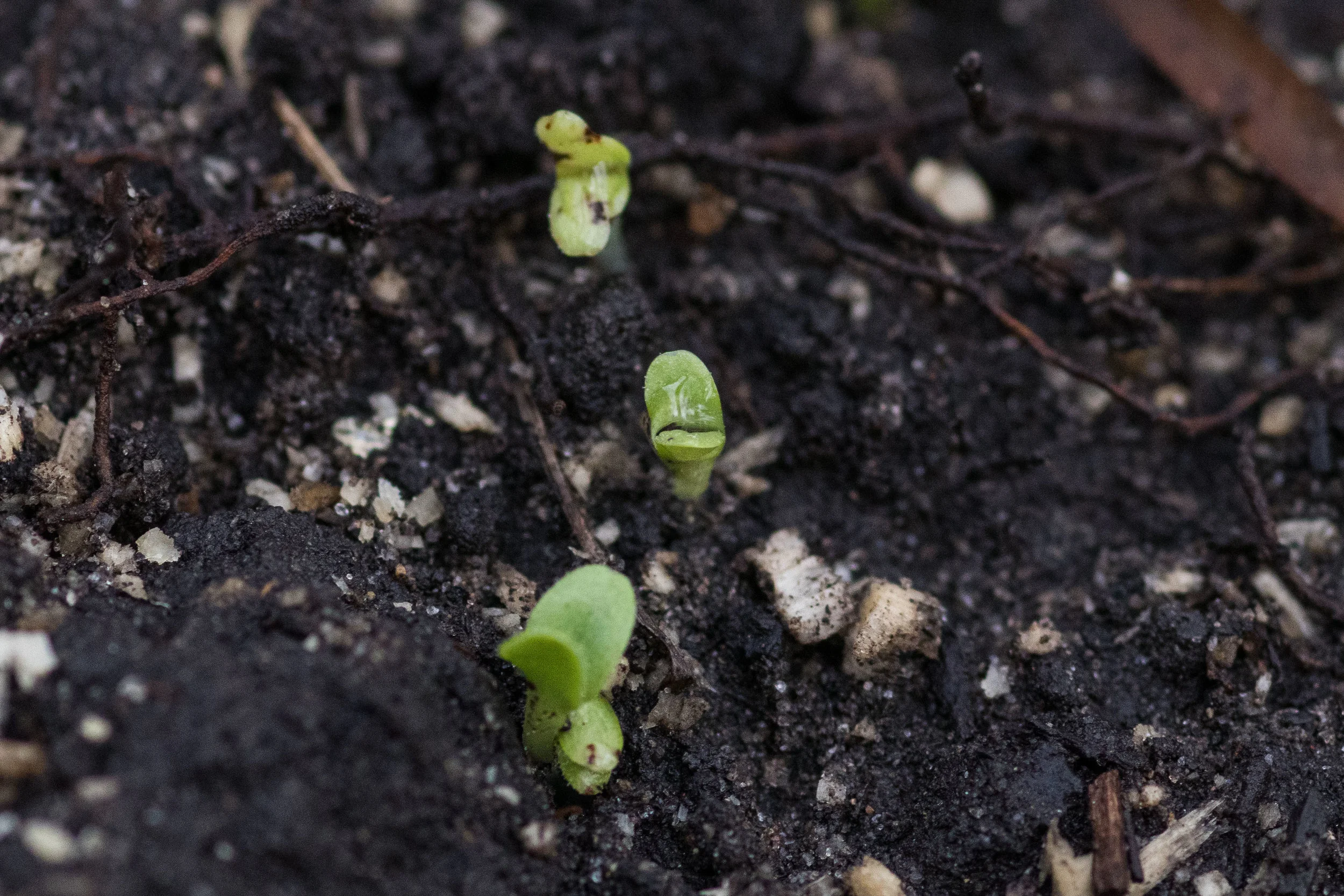 gardenJune10-6.jpg