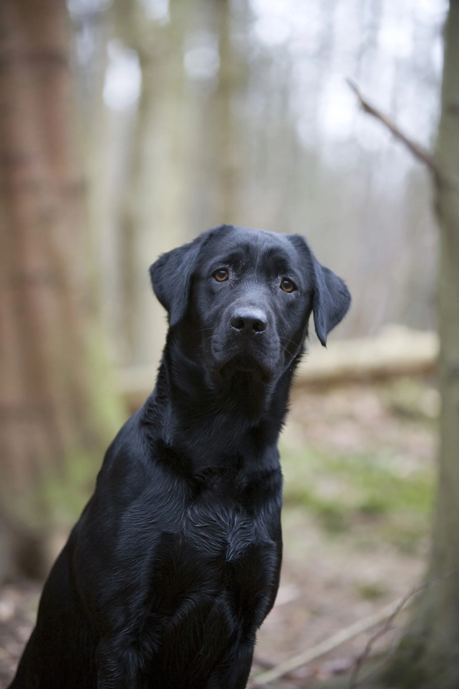 Black Lab Out In The Field.