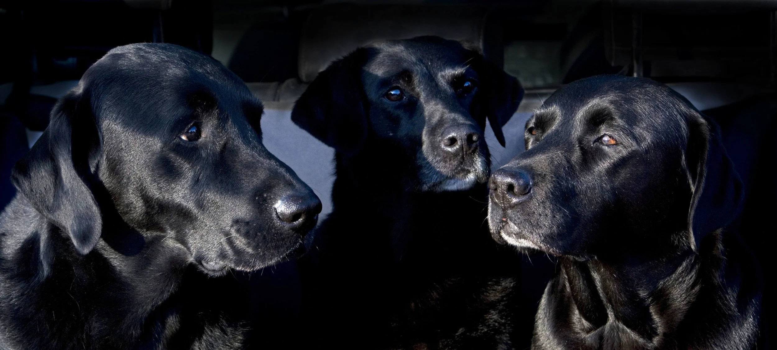 Black labs in low Winter light.