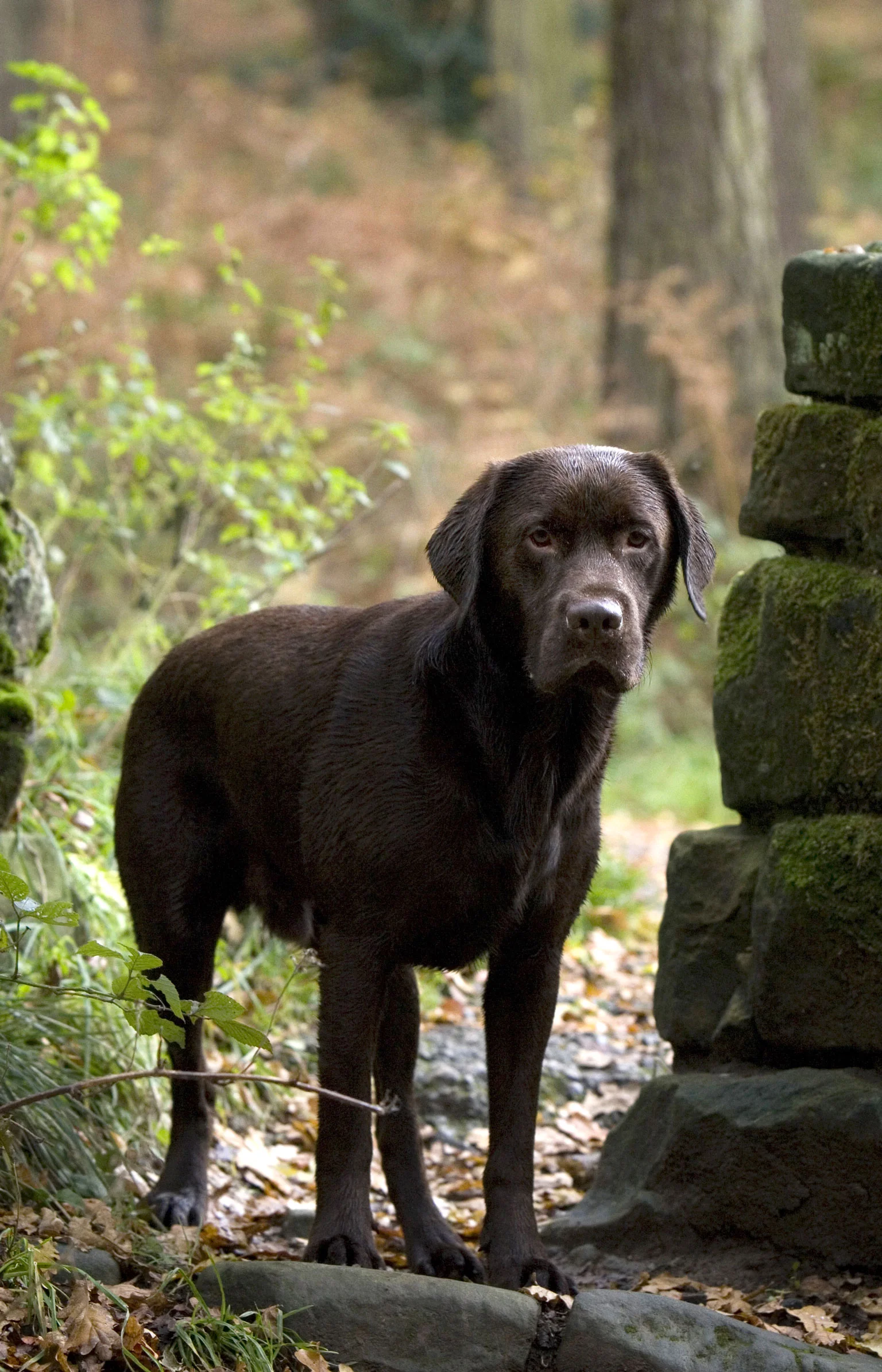 Chocolate Labrador.