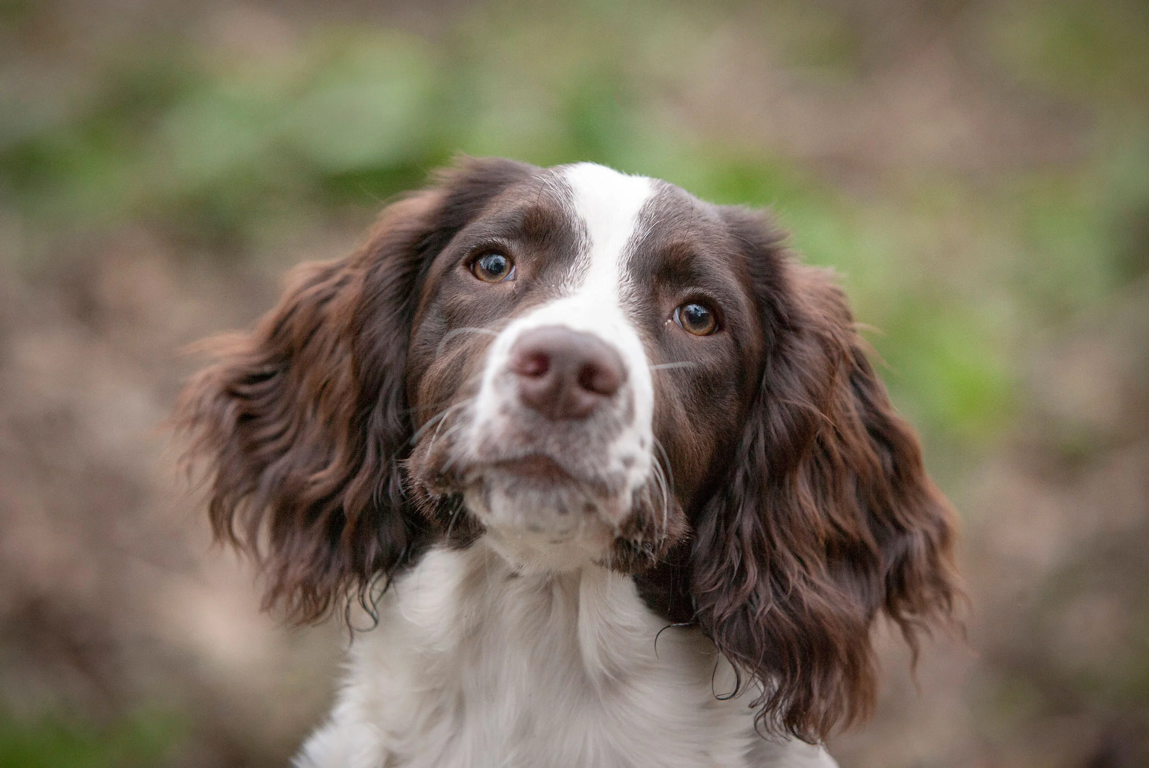 springer-spaniel-web.jpg