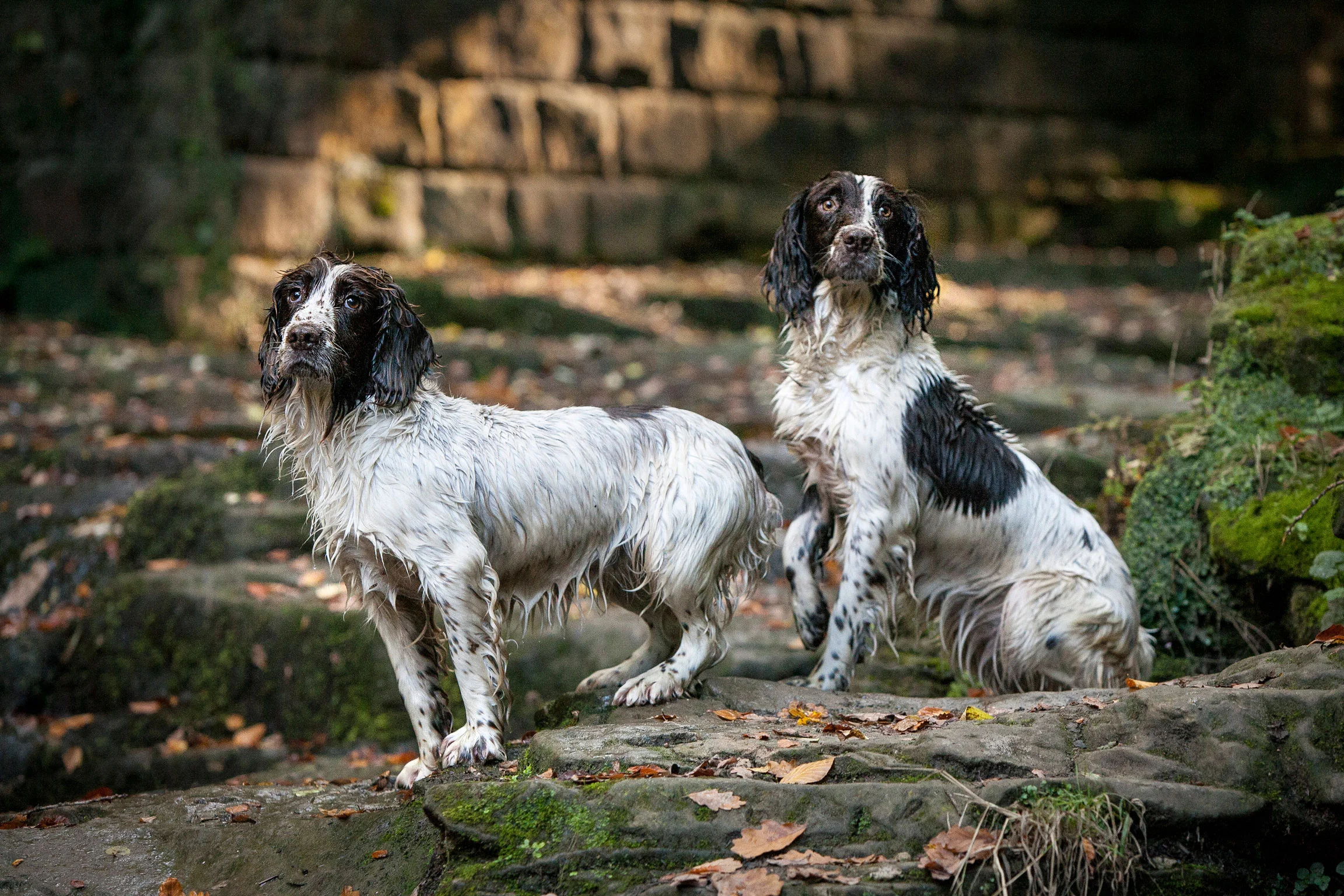 springer-spaniels-web.jpg