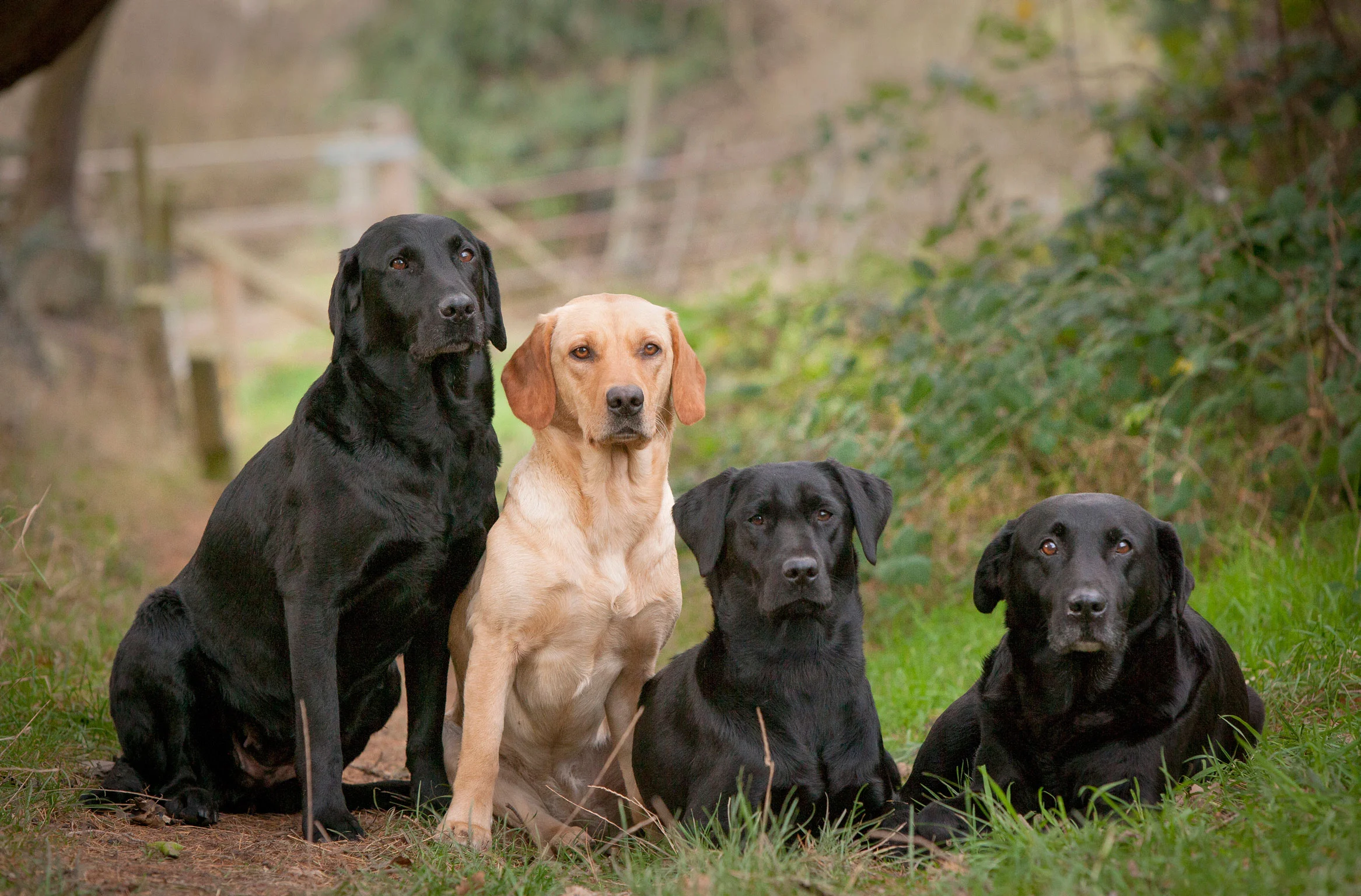 labradors-web.jpg