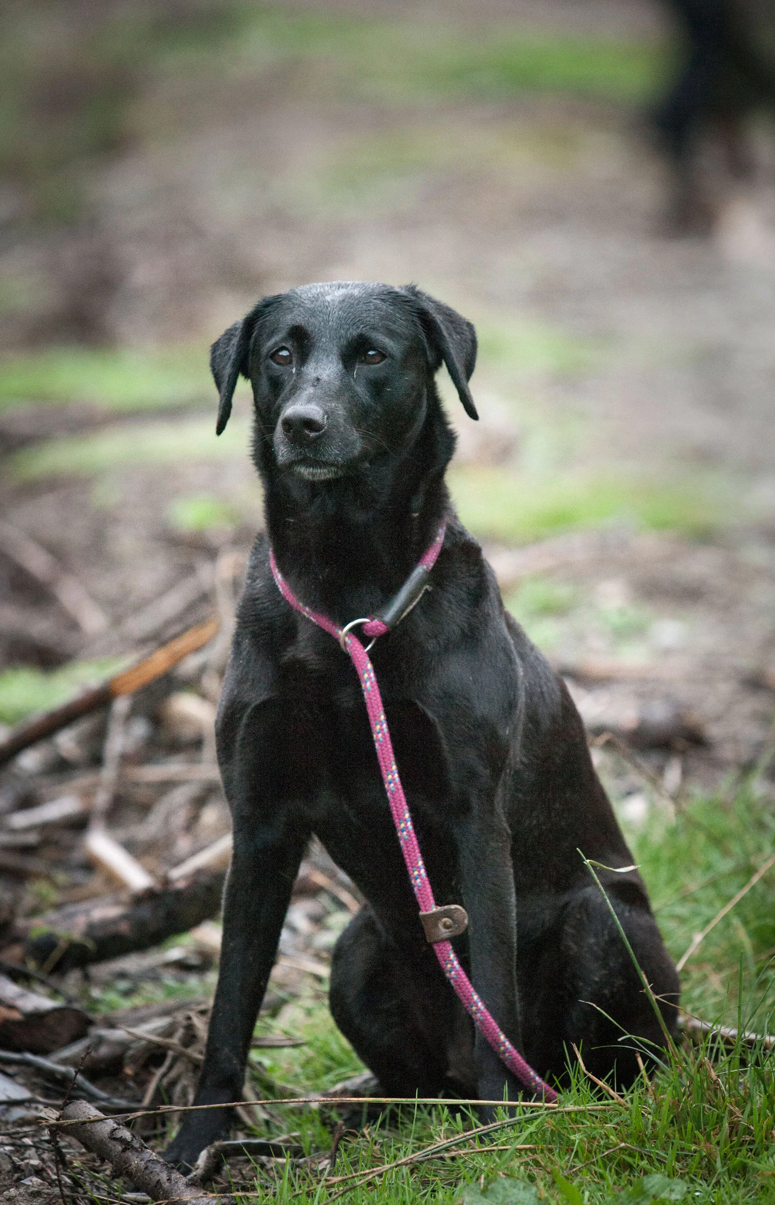 labrador-gun-dog-web.jpg