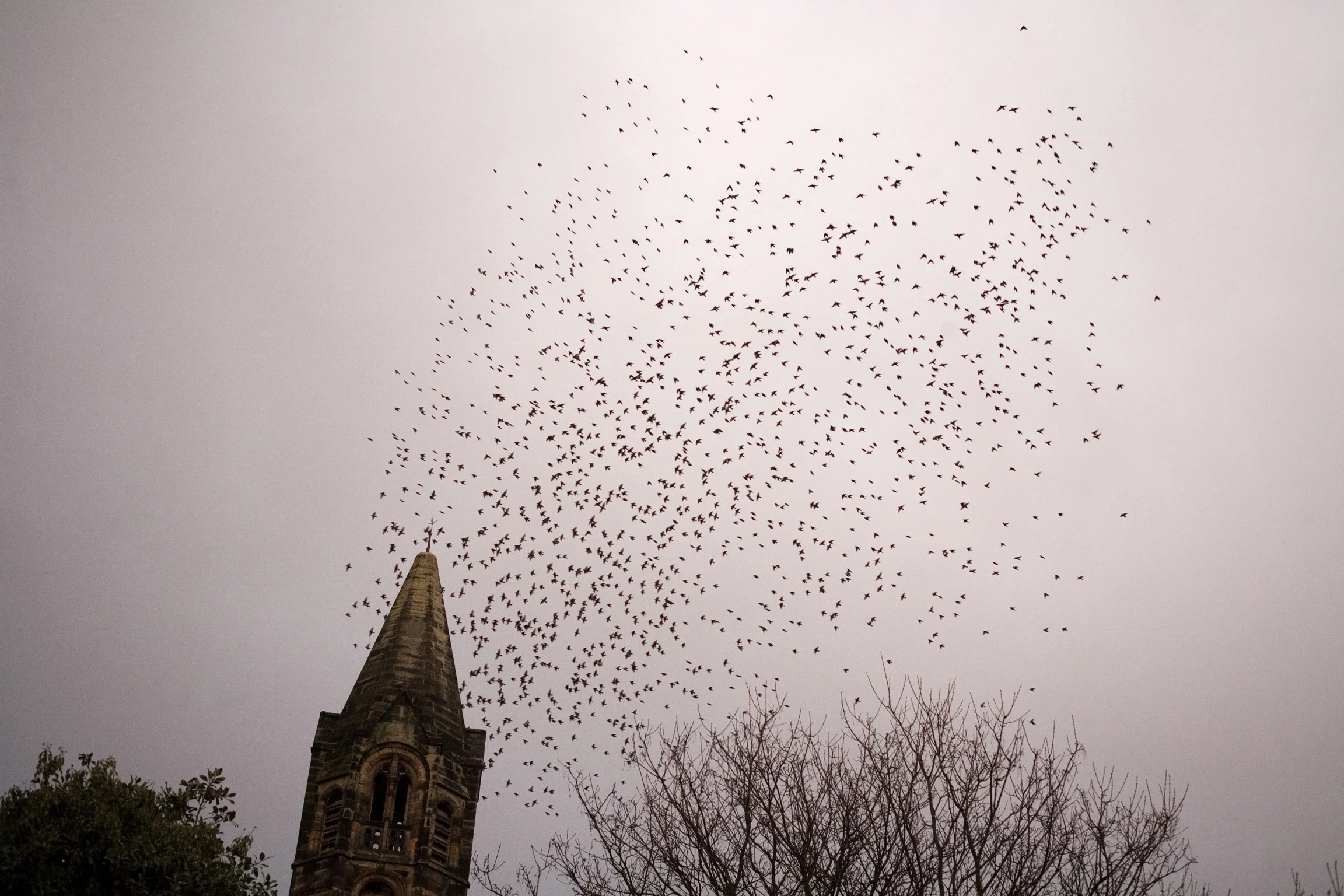 starlings-whitby-web.jpg