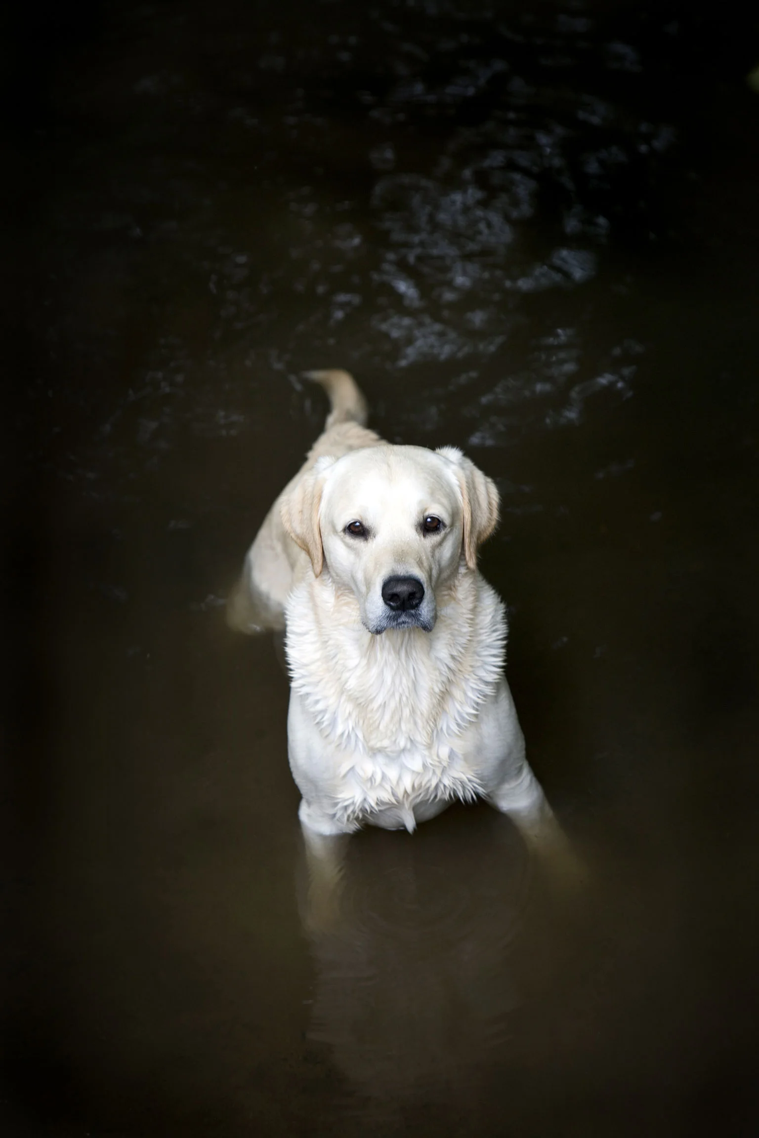 dog portrait7.jpg