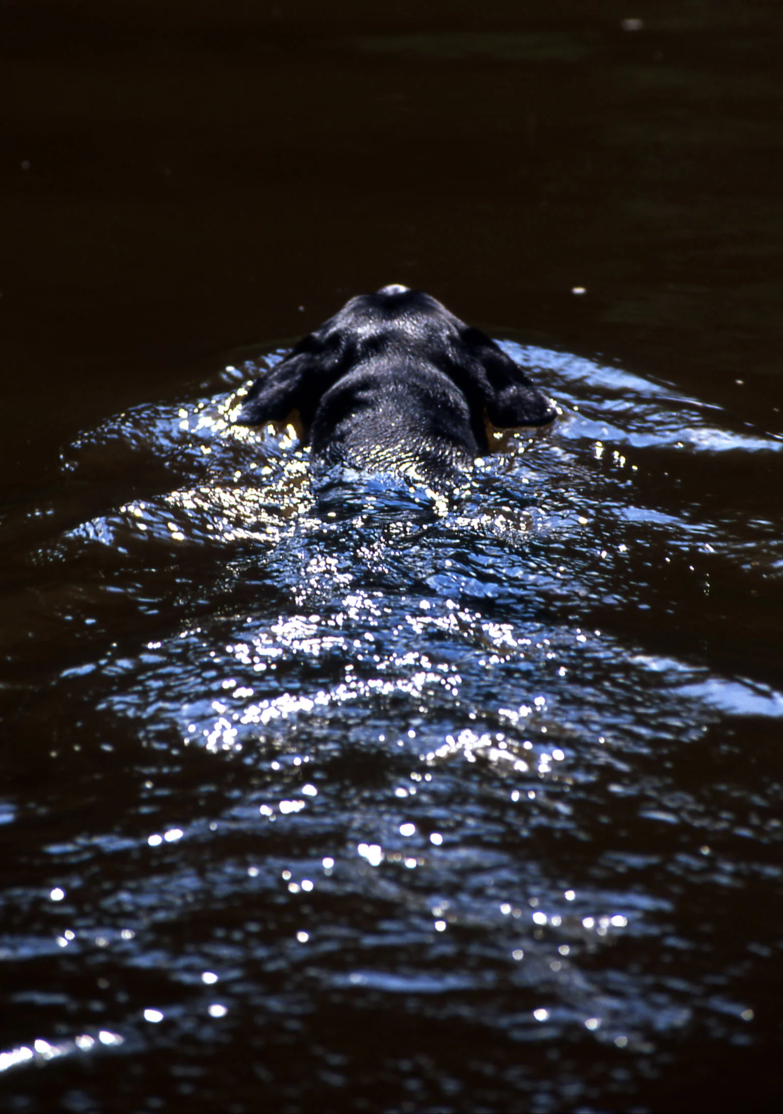 labrador swimming scott wicking.jpg