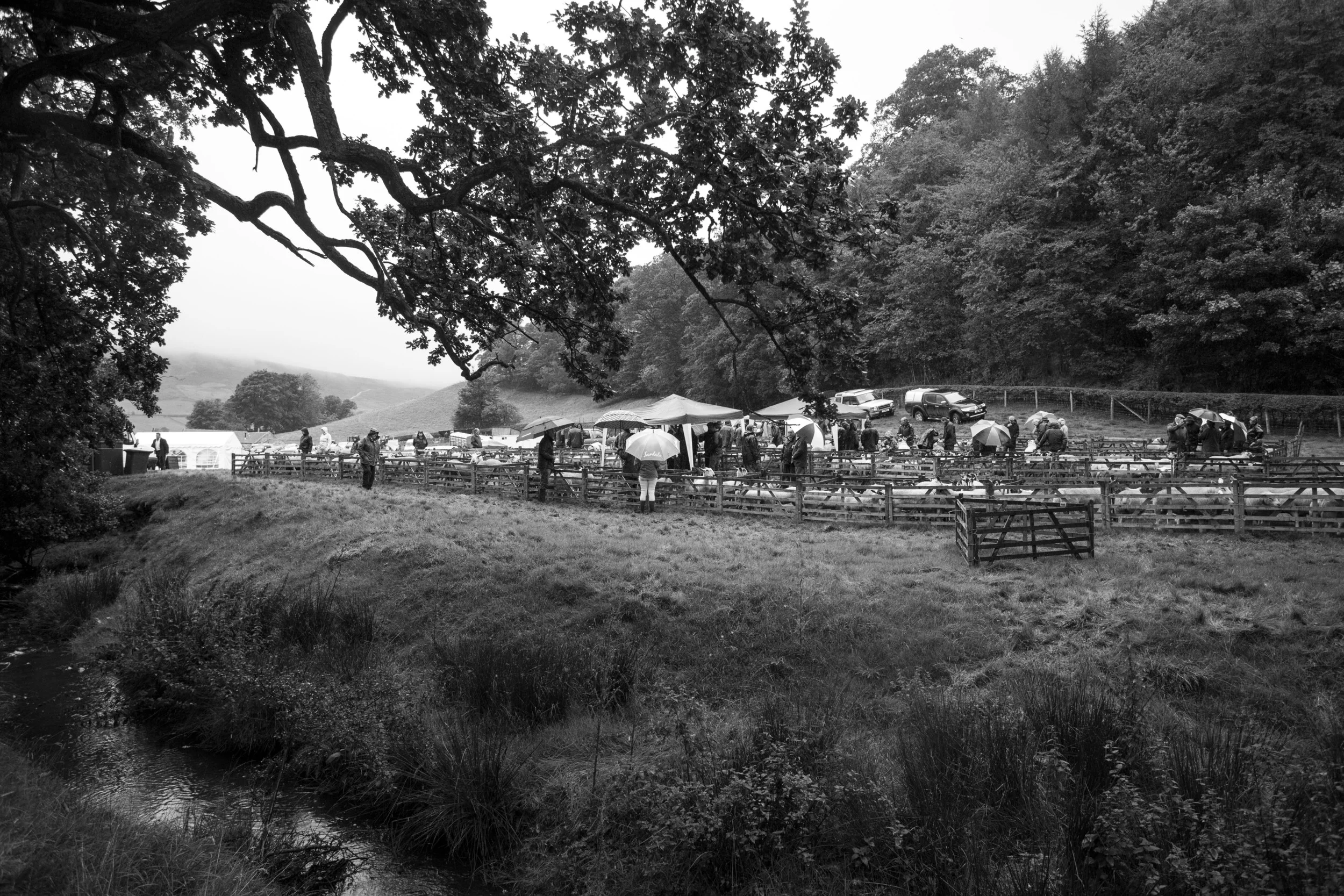 003Farndale show 2015.jpg