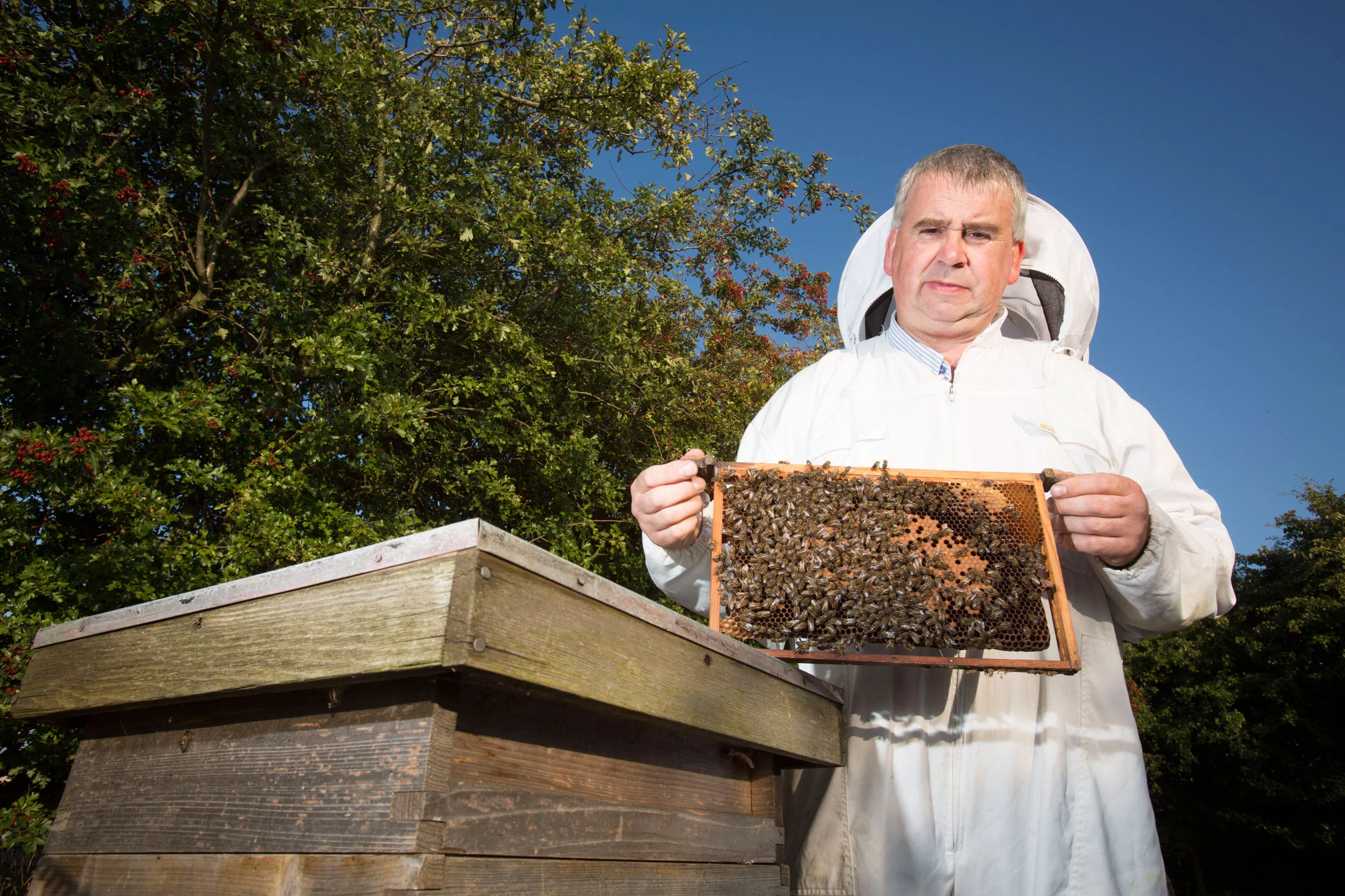 w1277g.-Whitby-&-Disc.-Beekeeping.jpg