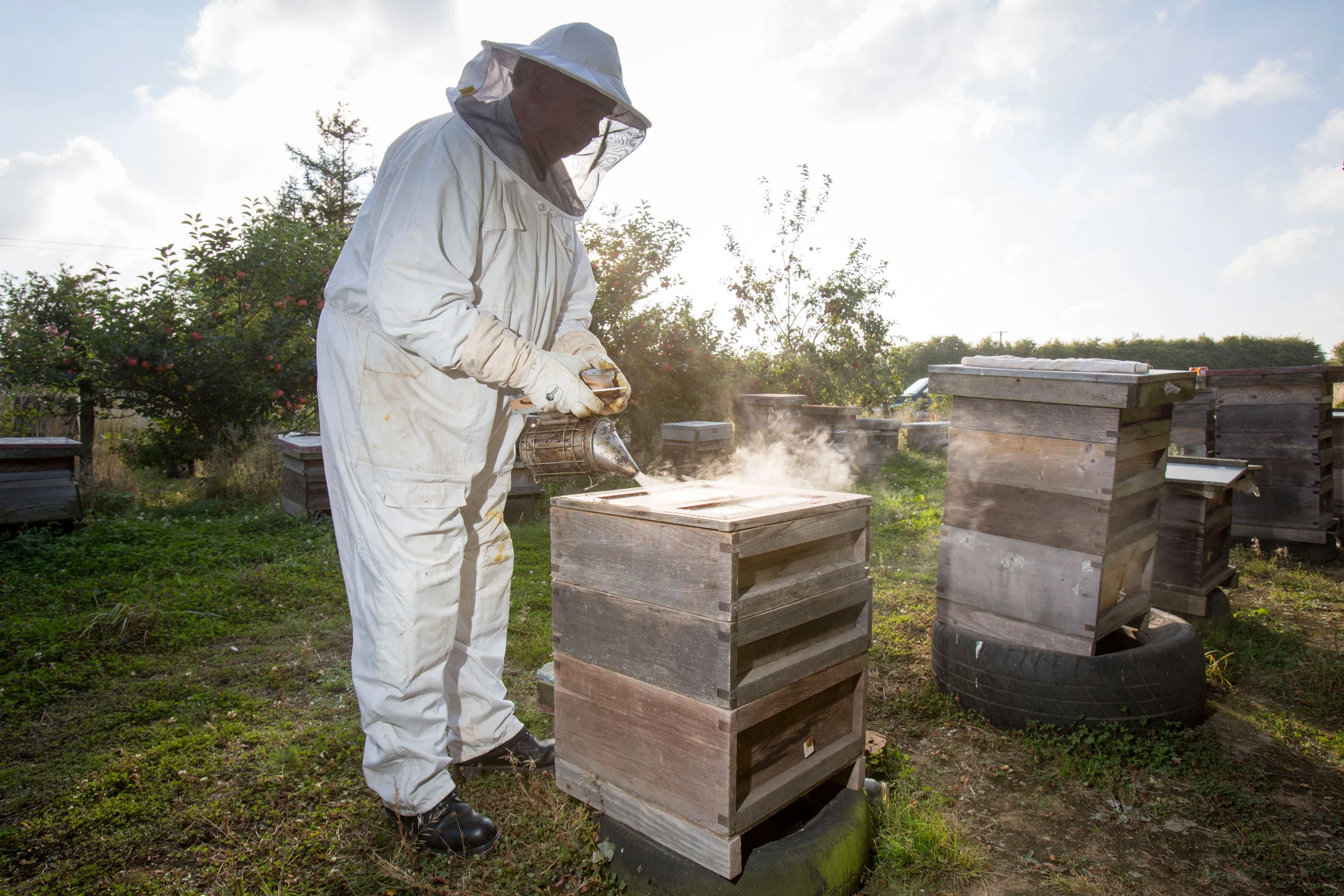 w1277d.-Whitby-&-Disc.-Beekeeping.jpg