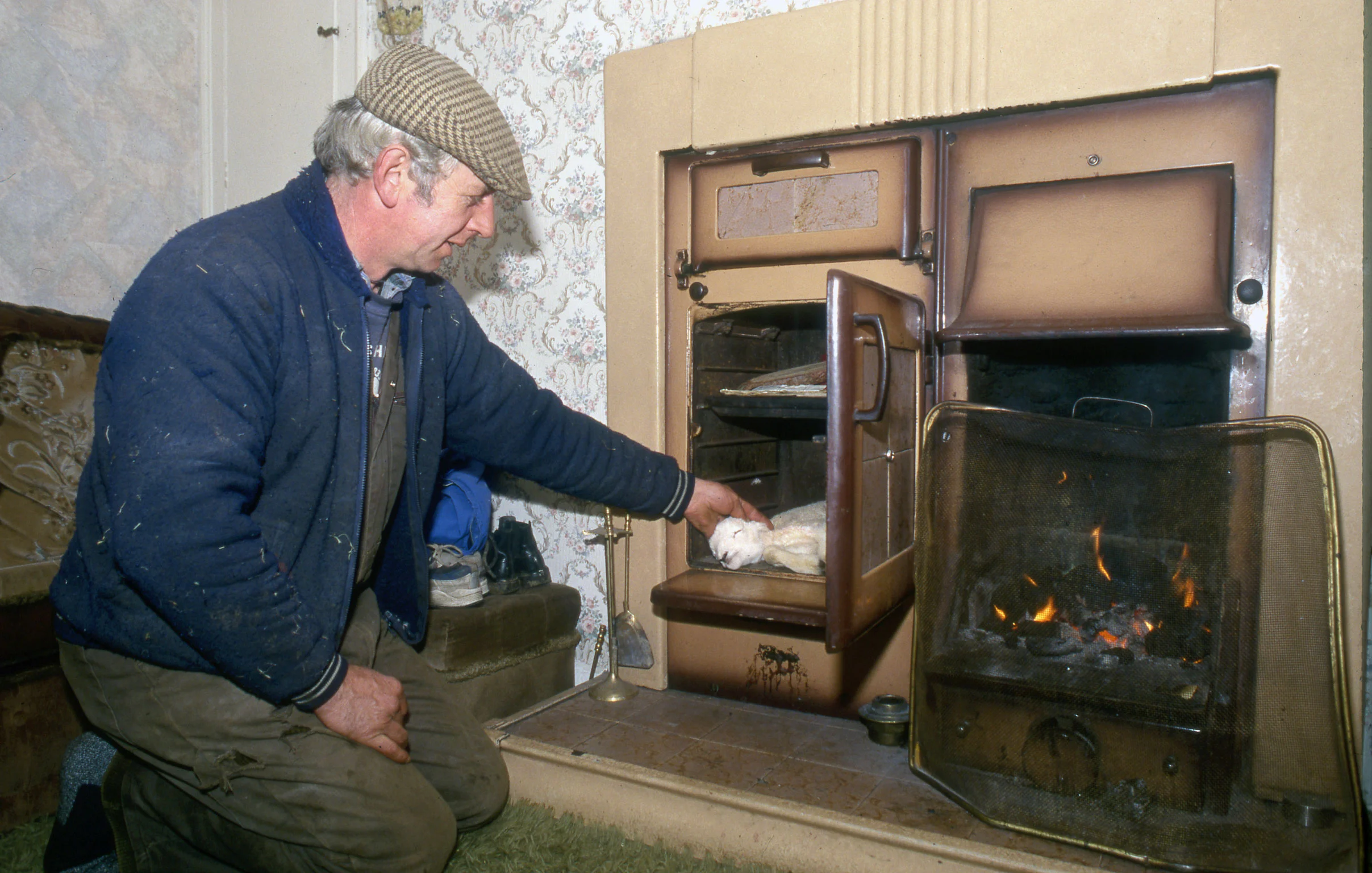 Farmer uses old technique to revive a lamb.