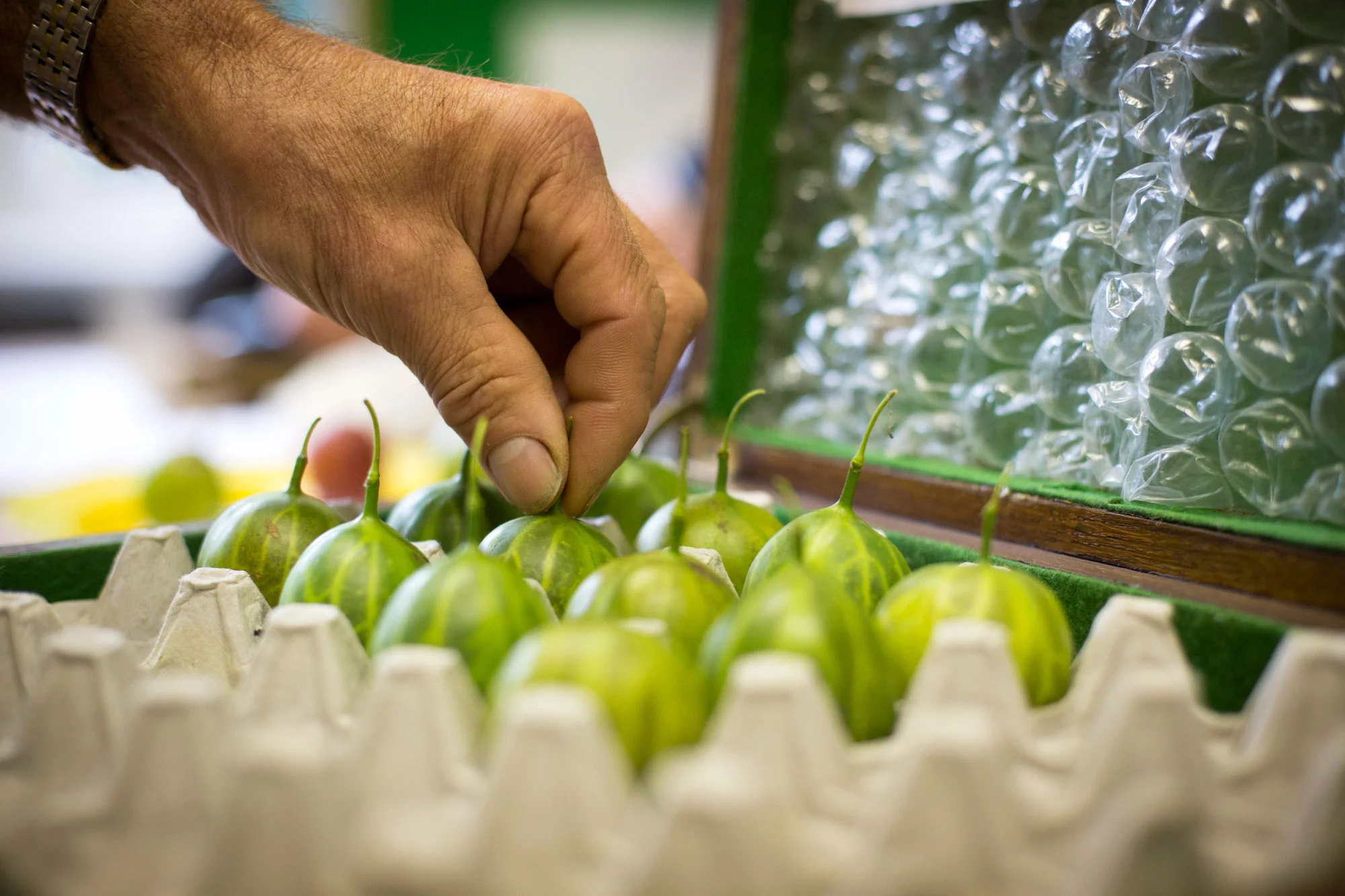 The Egton Gooseberry Show.