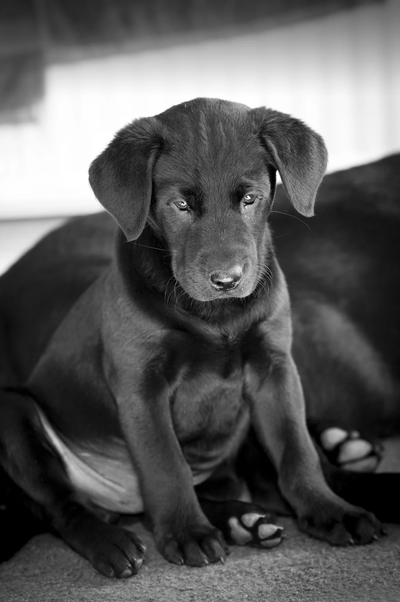New Pup on the block.