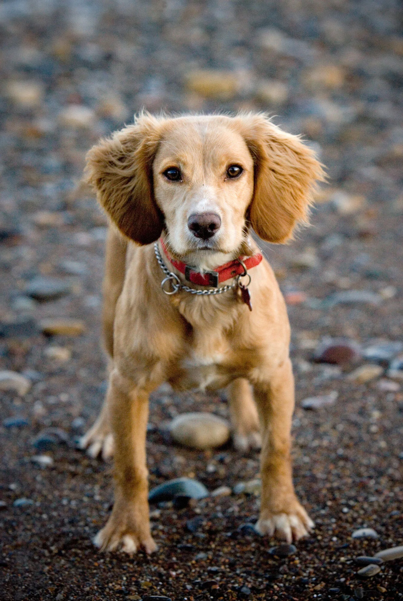 Milly-Dec-2011.jpg
