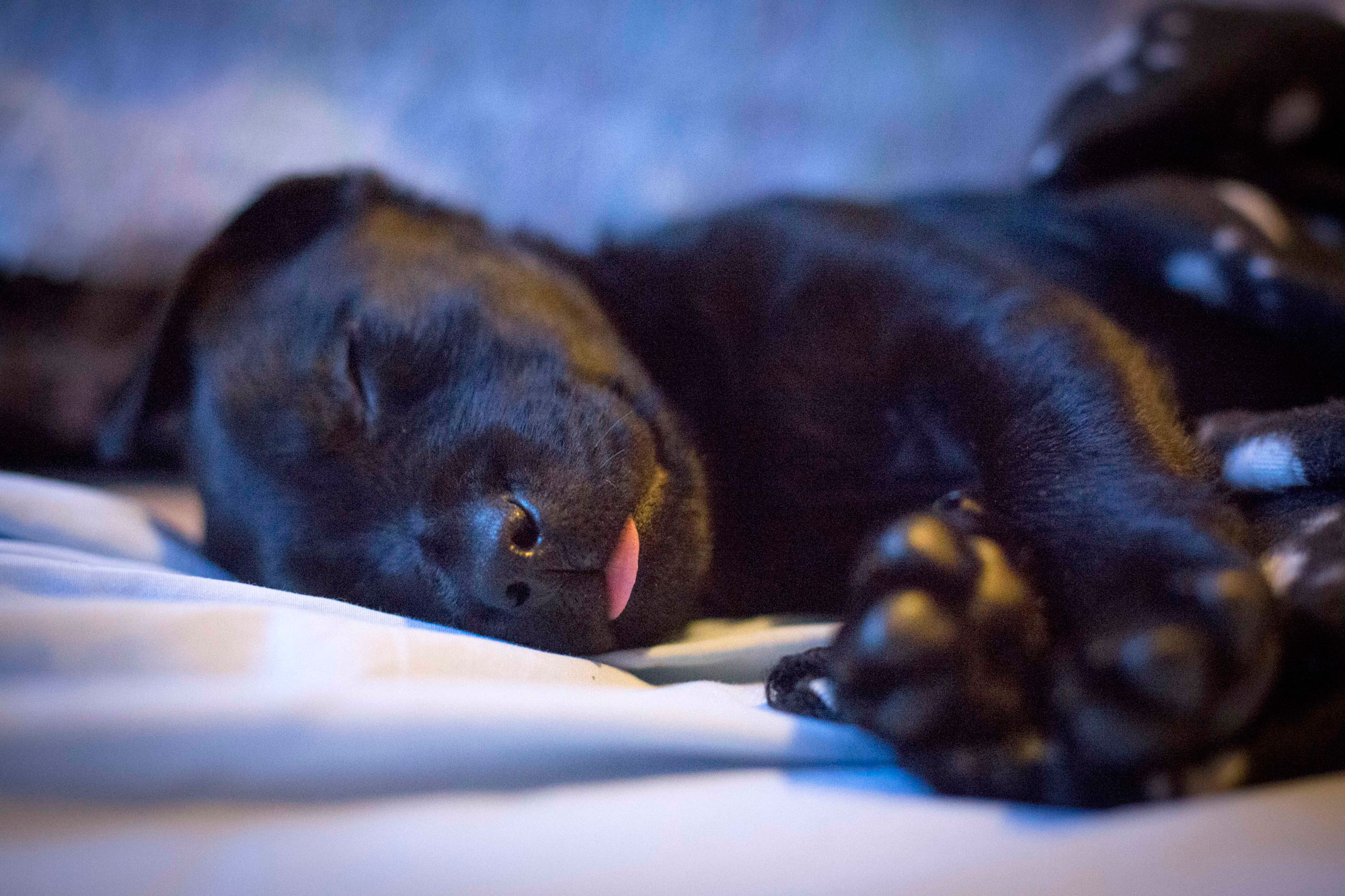Let sleeping pups lie. My own dog on hs first day home.