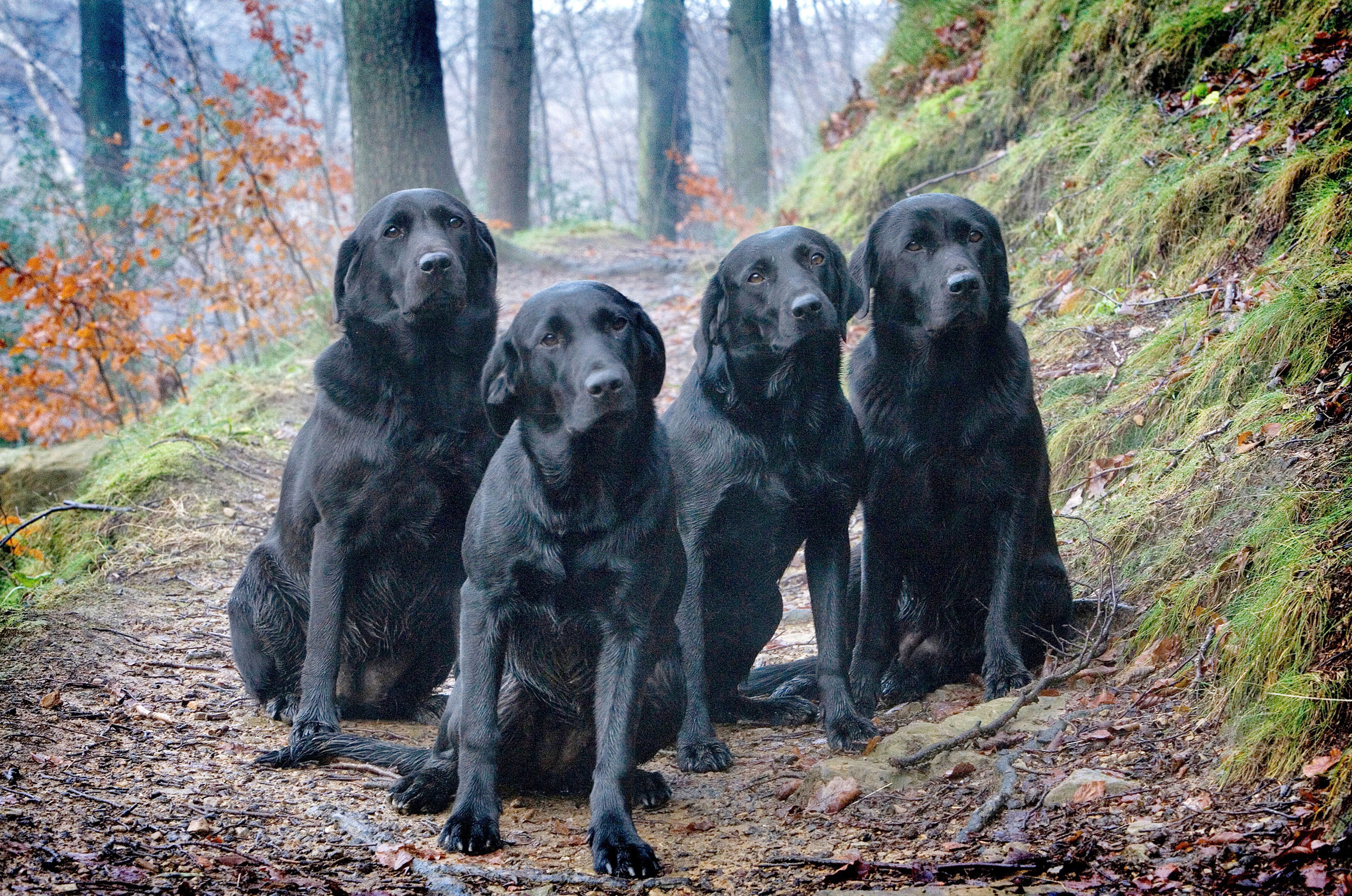 4 Black Labs. Available as a Greetings card.