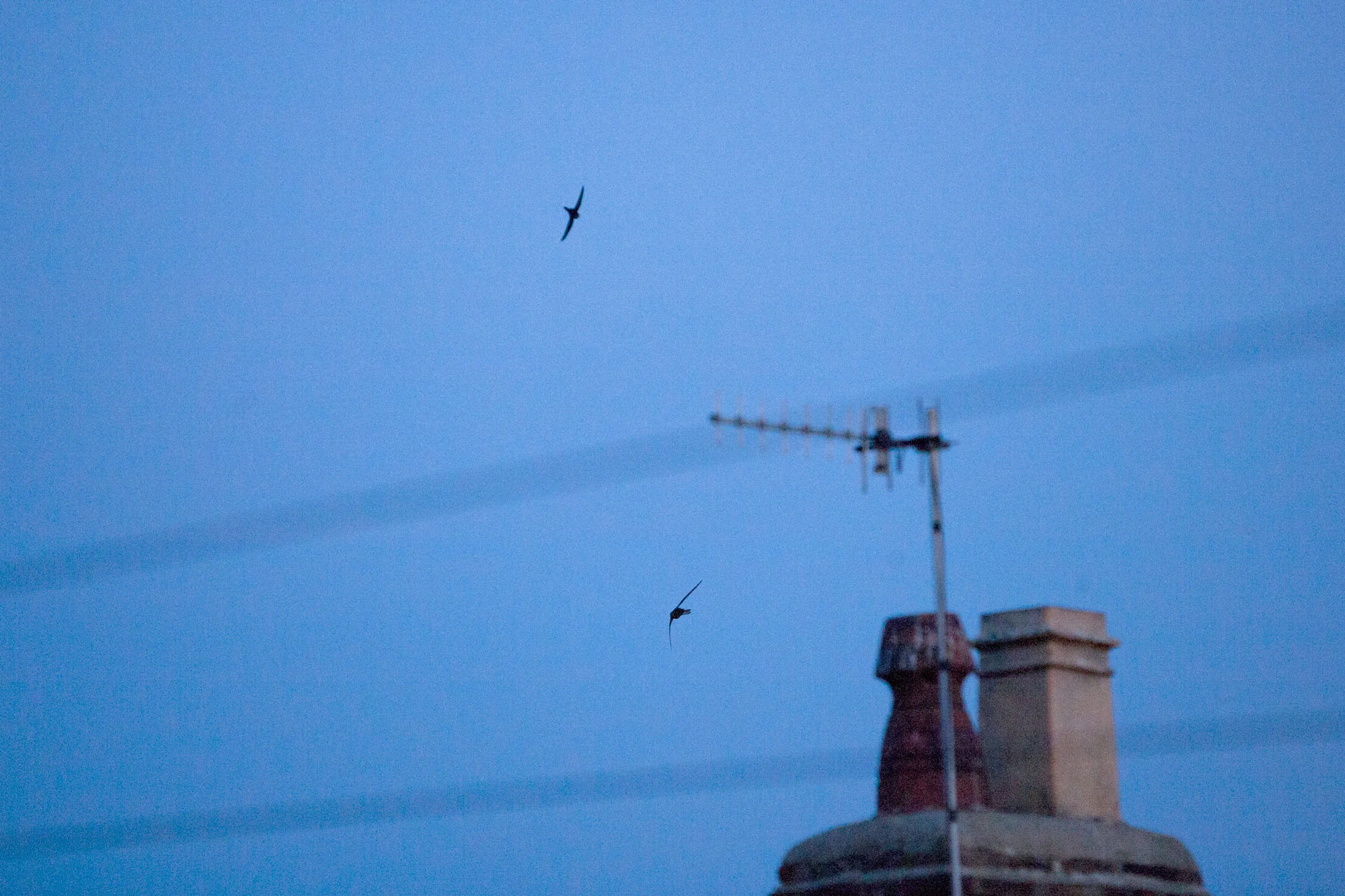 Swifts screaming at dusk.