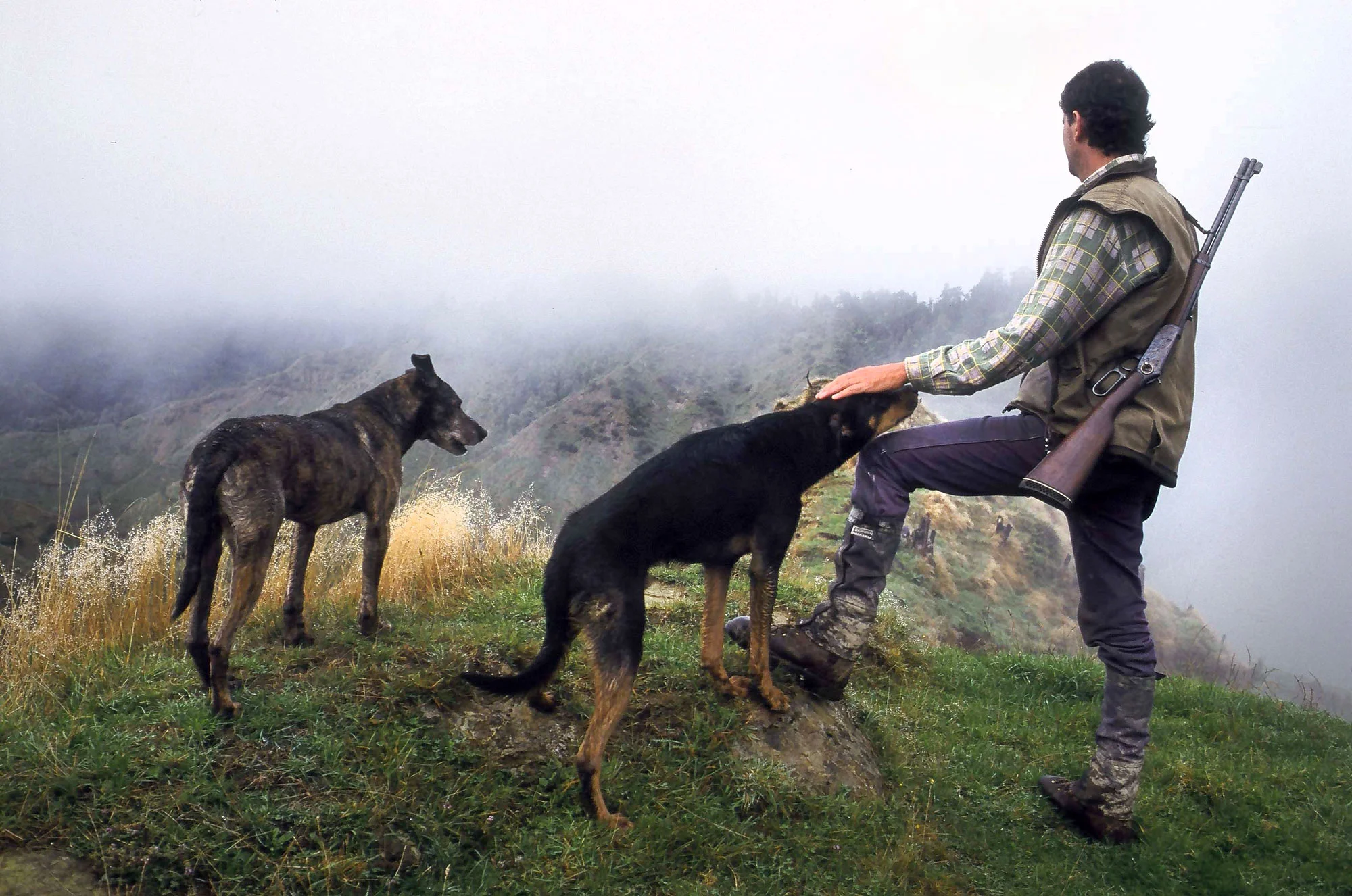 New Zealand Pig Hunting..jpg