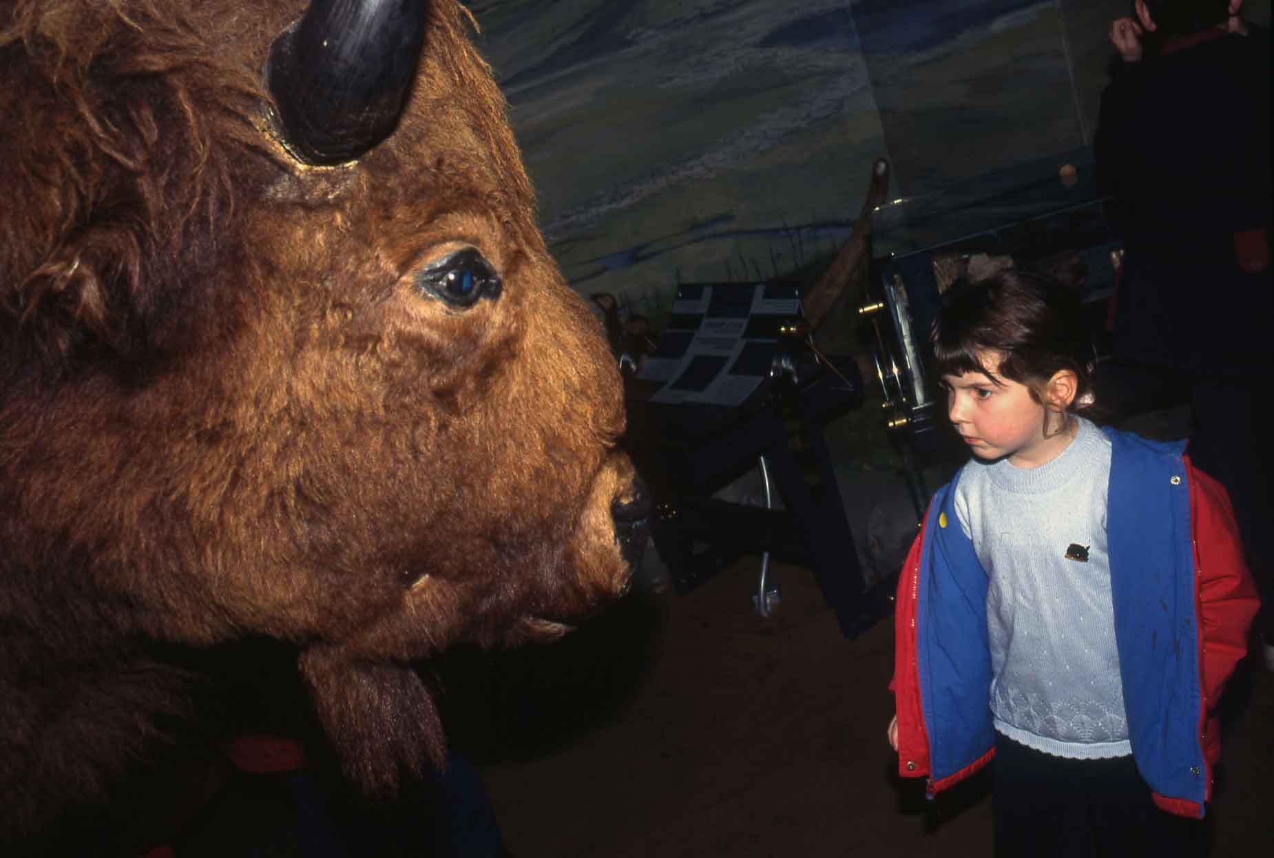 Bison, National Museum of Wales. 1994.
