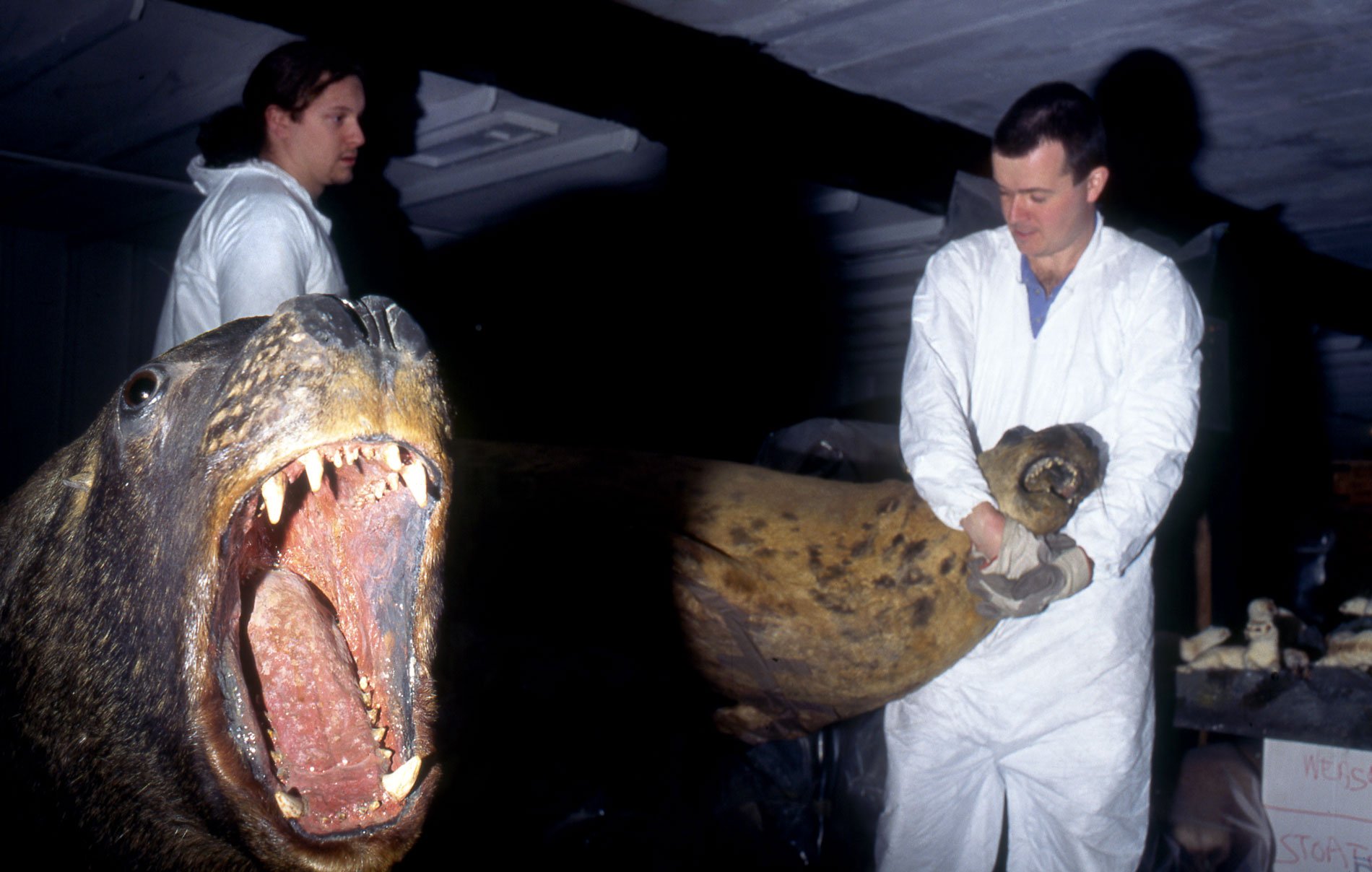 National Museum of Wales, Coldstore. 1994.