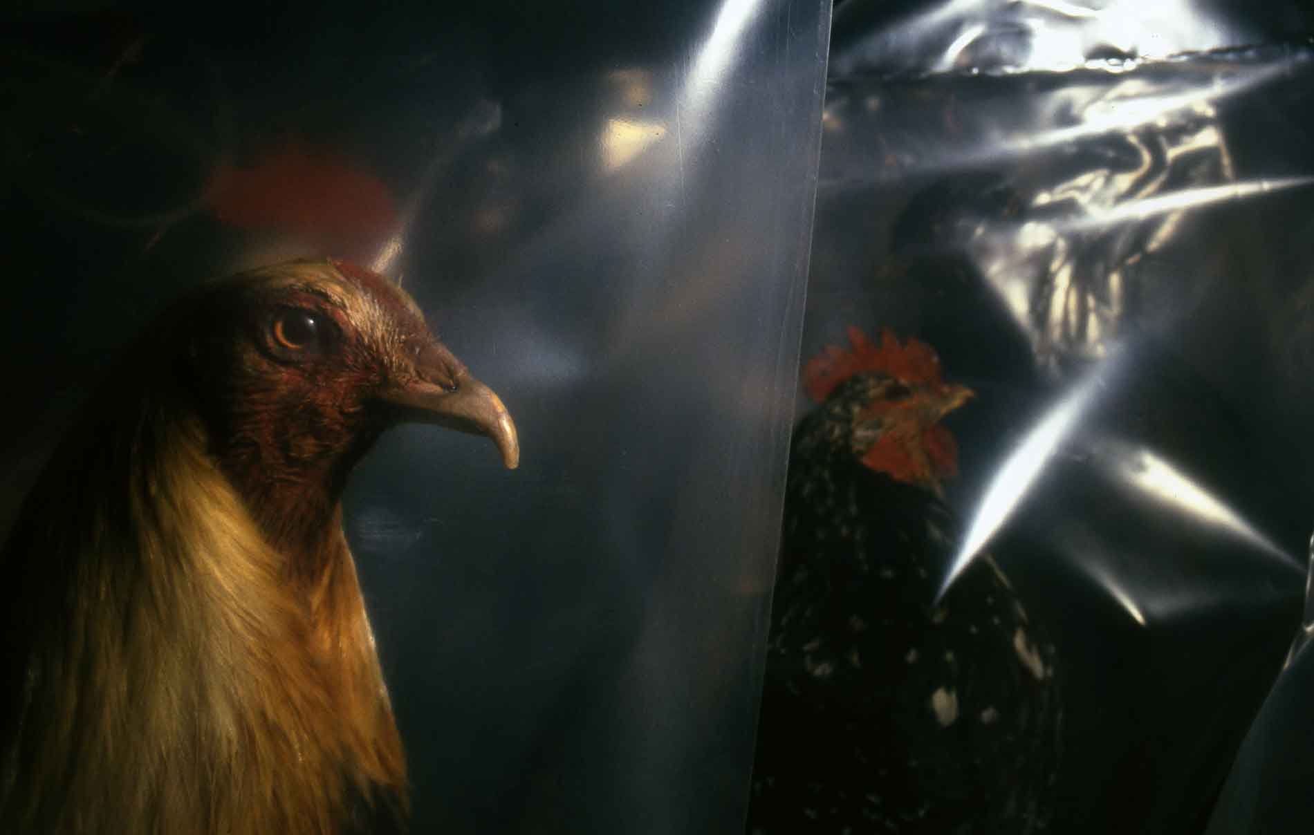 National Museum of Wales, Coldstore. 1994.