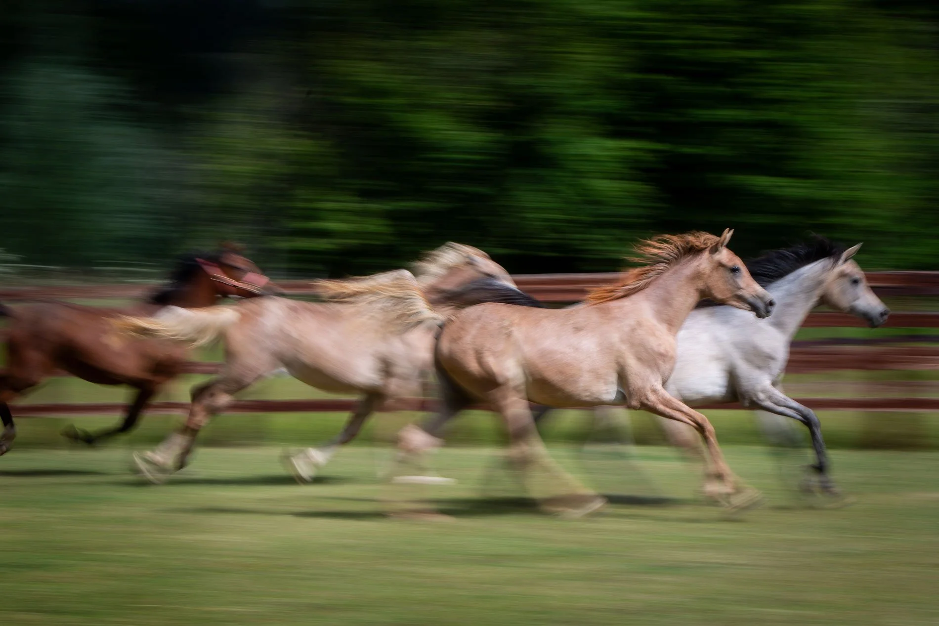 Arabian-Horses-Galloping.jpg