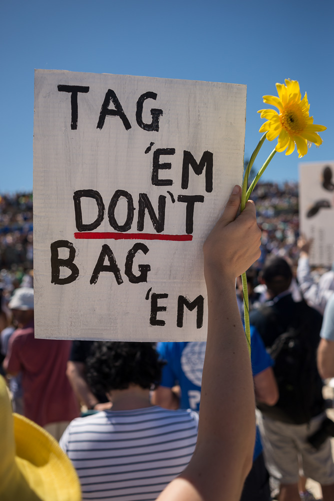 Protest agains shark cull policy in WA, Cottesloe, 2014, ©Piotrek Ziolkowski