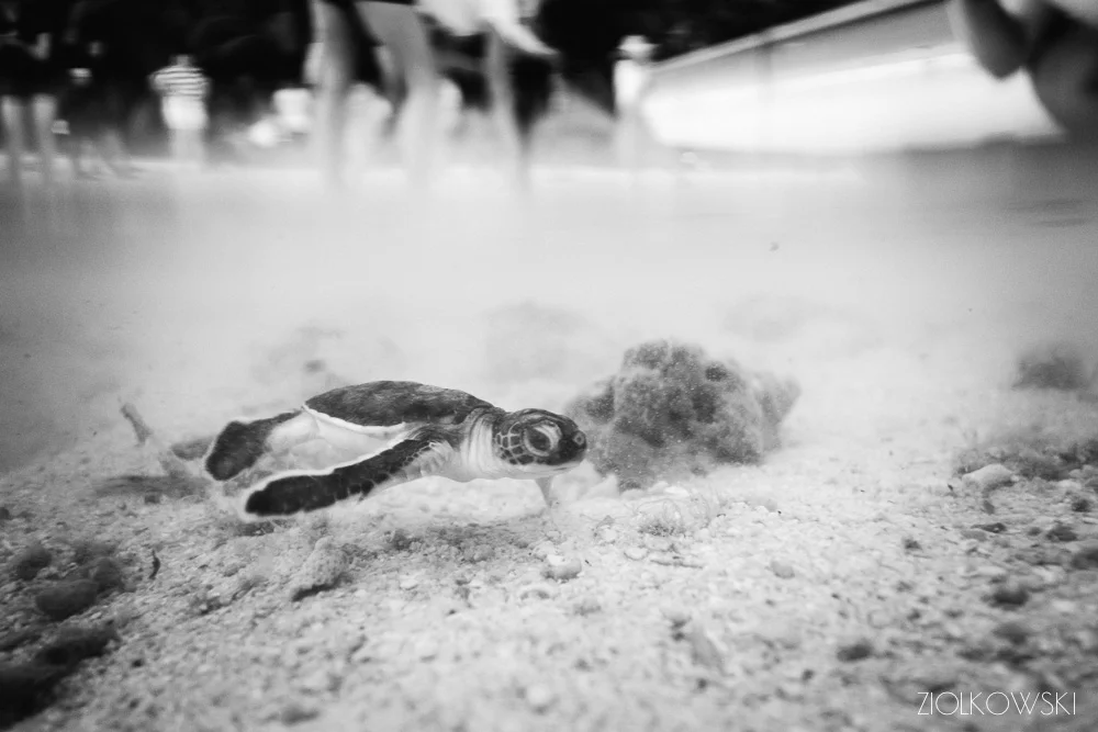 Sipadan Island / Diving in Black and White