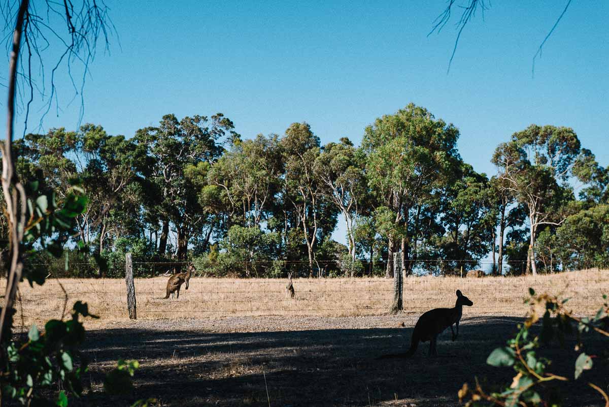 Backyard and relaxed wedding in Yallingup / Aneta and Anthony