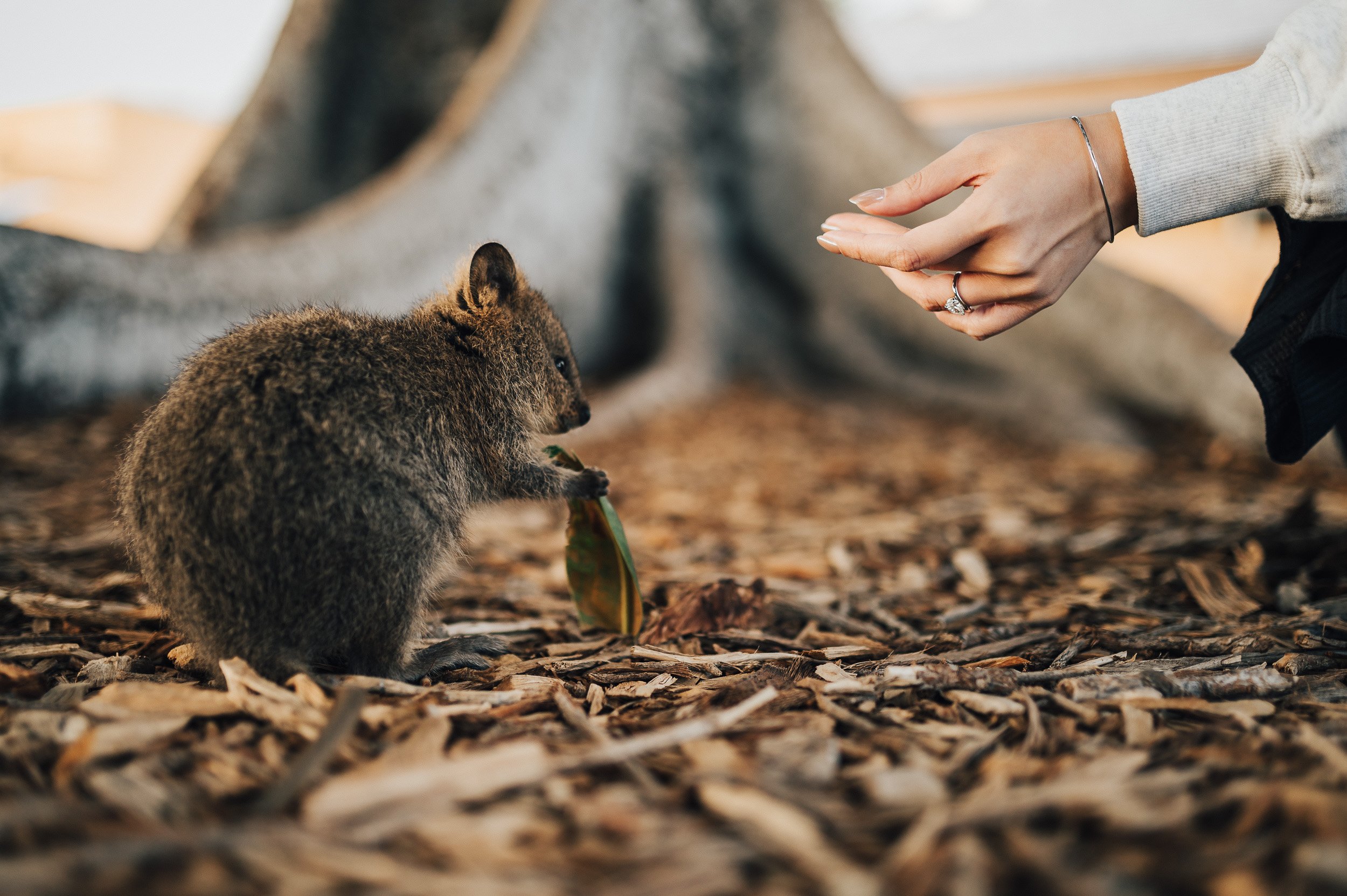 quokka-engagement-ring-photo-rottnest-island.jpg