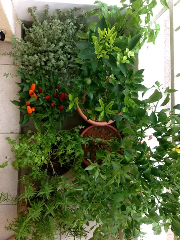 Can you spot the stevia plant in my balcony herb garden?