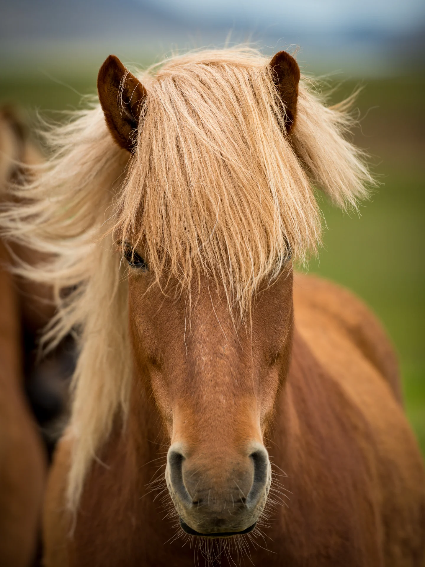 Horse_2_NoBorder.jpg