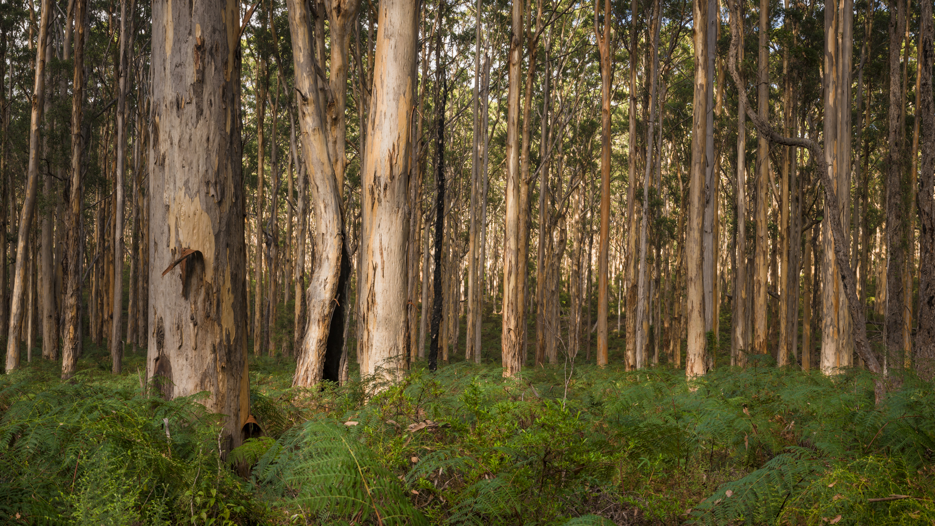 Panoramic Photos, Composition and Settings